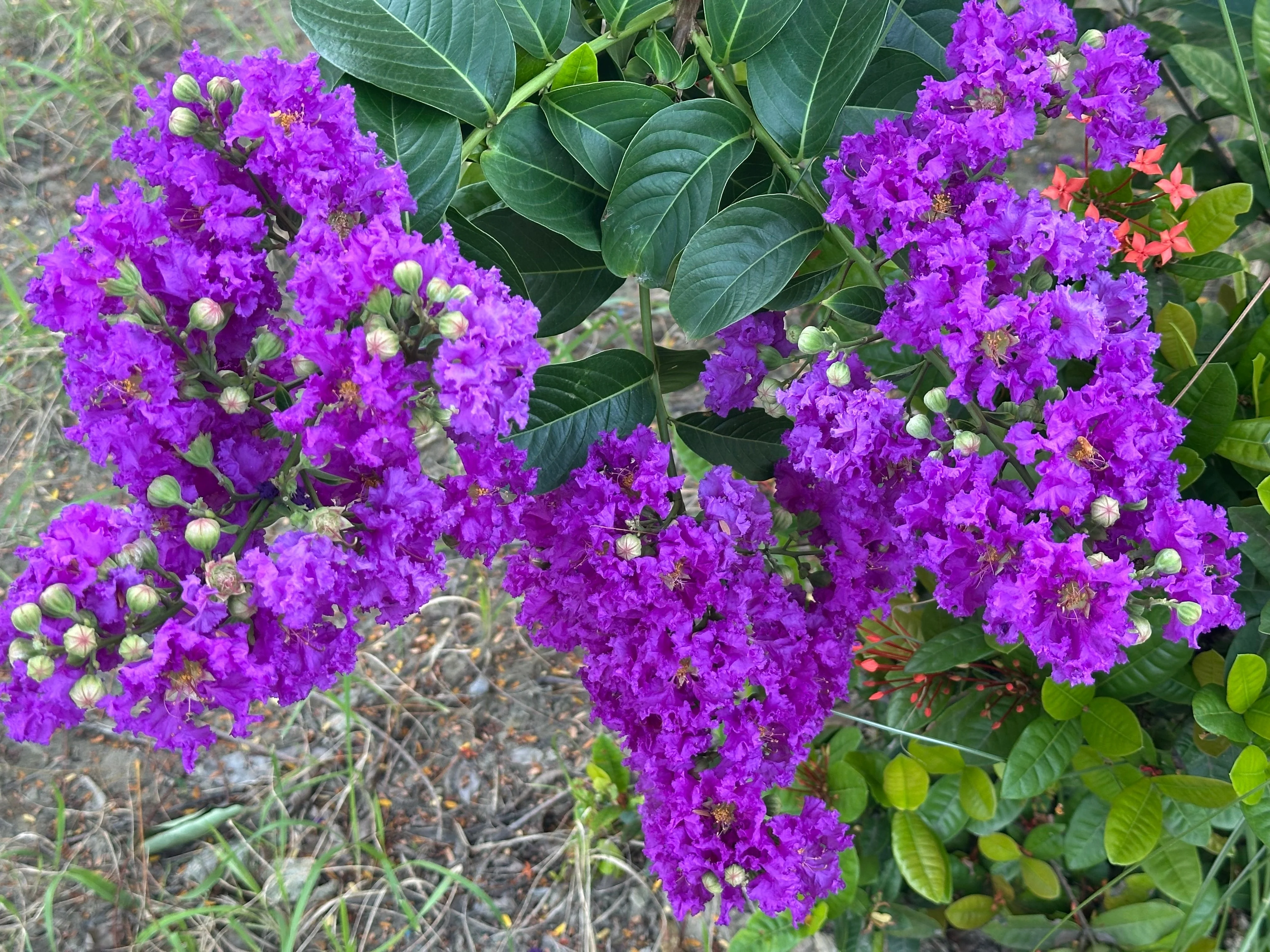 1000 Bulk CREPE MYRTLE Mixed Colors Lagerstroemia Indica Mix Tree Shrub Flower Seeds - Red, Purple, Light Pink, Dark Pink, White, & Lilac - Image 15