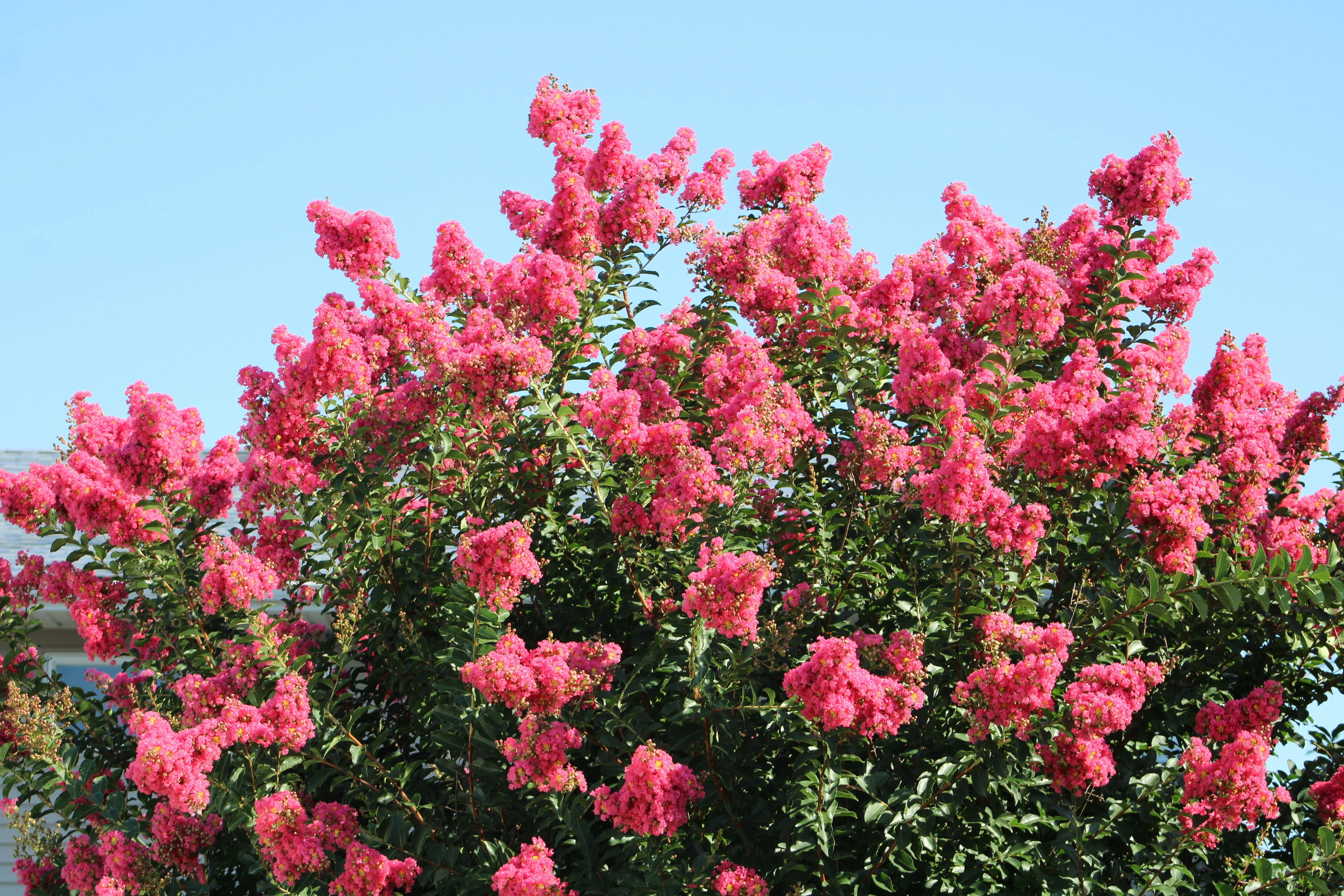 1000 Bulk CREPE MYRTLE Mixed Colors Lagerstroemia Indica Mix Tree Shrub Flower Seeds - Red, Purple, Light Pink, Dark Pink, White, & Lilac - Image 16