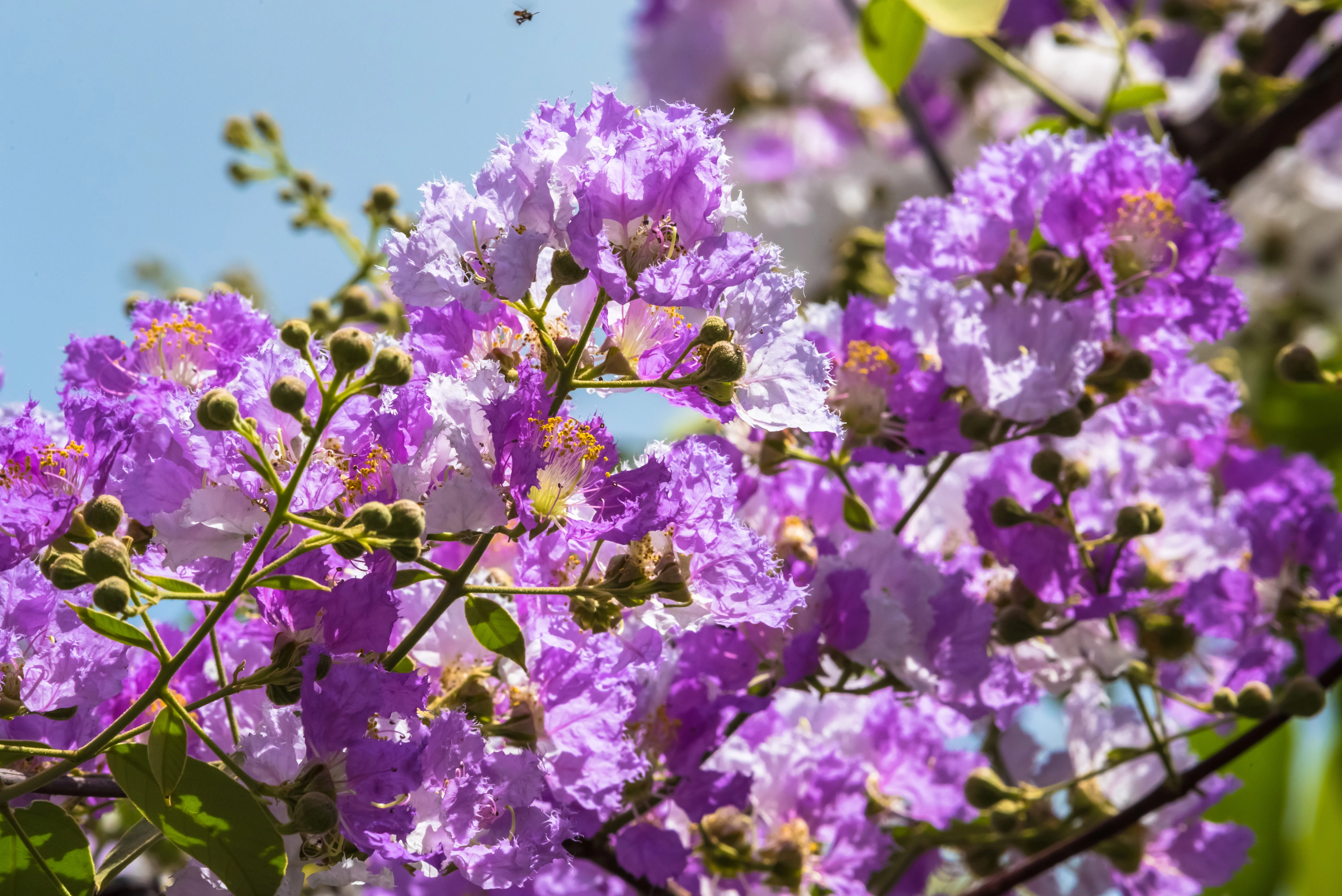 1000 Bulk CREPE MYRTLE Mixed Colors Lagerstroemia Indica Mix Tree Shrub Flower Seeds - Red, Purple, Light Pink, Dark Pink, White, & Lilac - Image 18