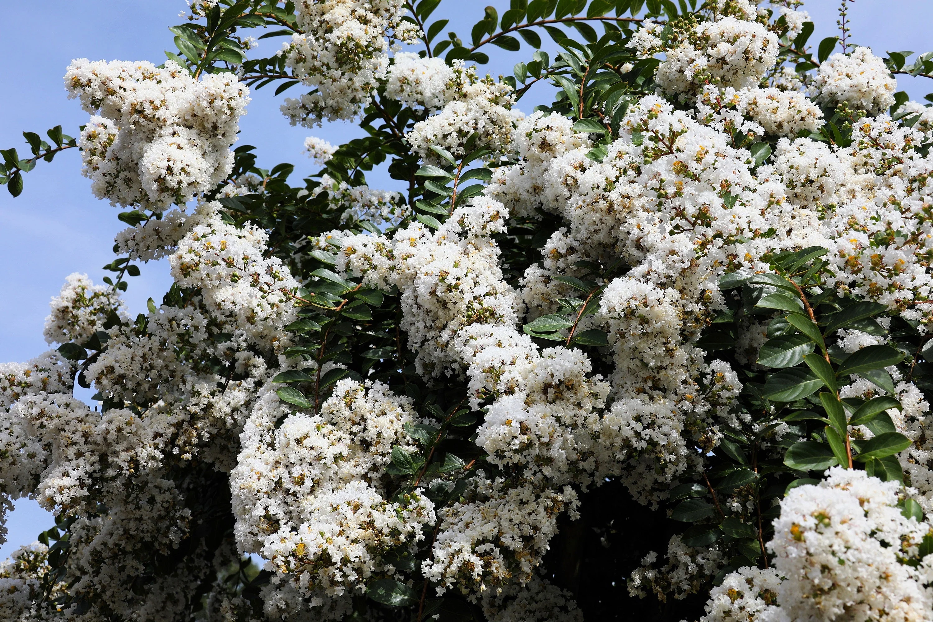 1000 Bulk CREPE MYRTLE Mixed Colors Lagerstroemia Indica Mix Tree Shrub Flower Seeds - Red, Purple, Light Pink, Dark Pink, White, & Lilac - Image 7
