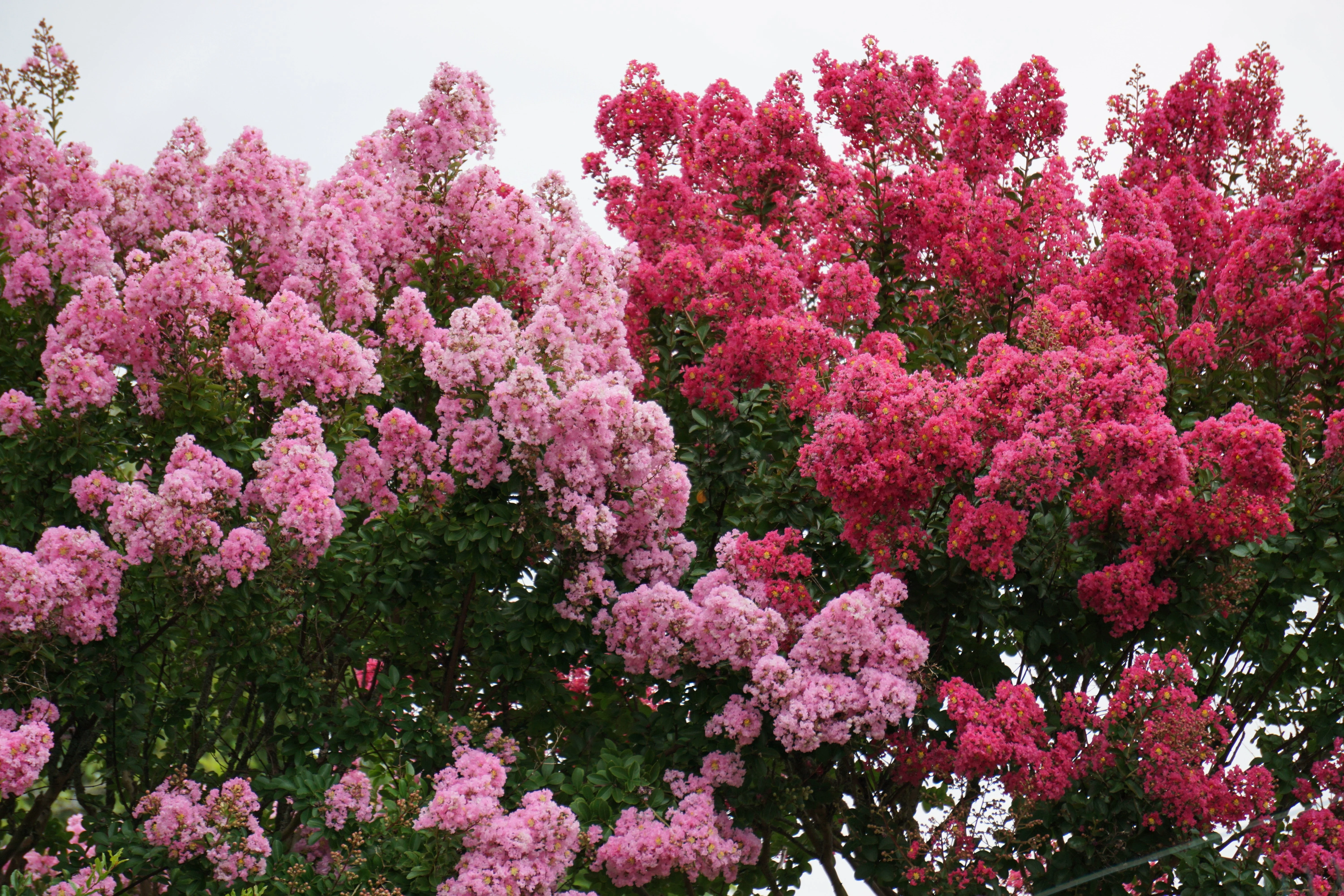 1000 Bulk CREPE MYRTLE Mixed Colors Lagerstroemia Indica Mix Tree Shrub Flower Seeds - Red, Purple, Light Pink, Dark Pink, White, & Lilac - Image 8