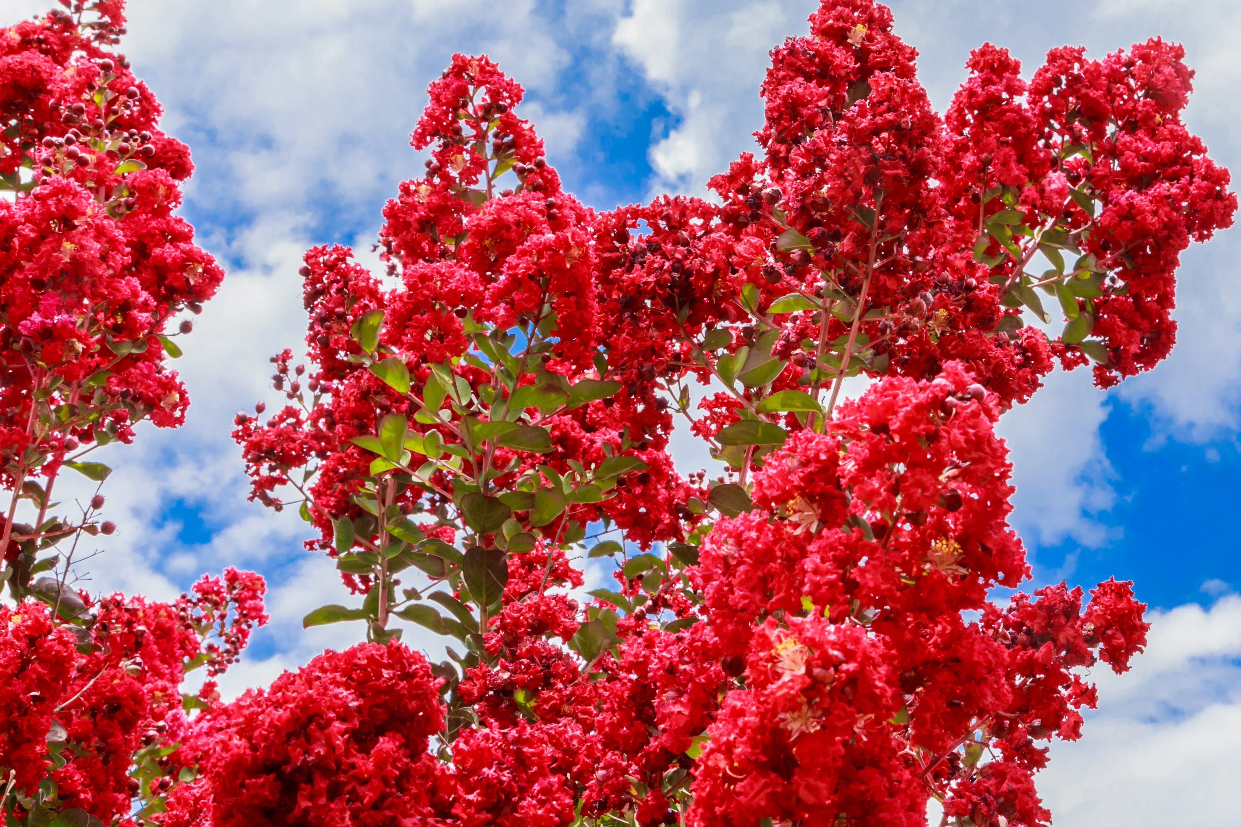 1000 Bulk CREPE MYRTLE Mixed Colors Lagerstroemia Indica Mix Tree Shrub Flower Seeds - Red, Purple, Light Pink, Dark Pink, White, & Lilac - Image 9