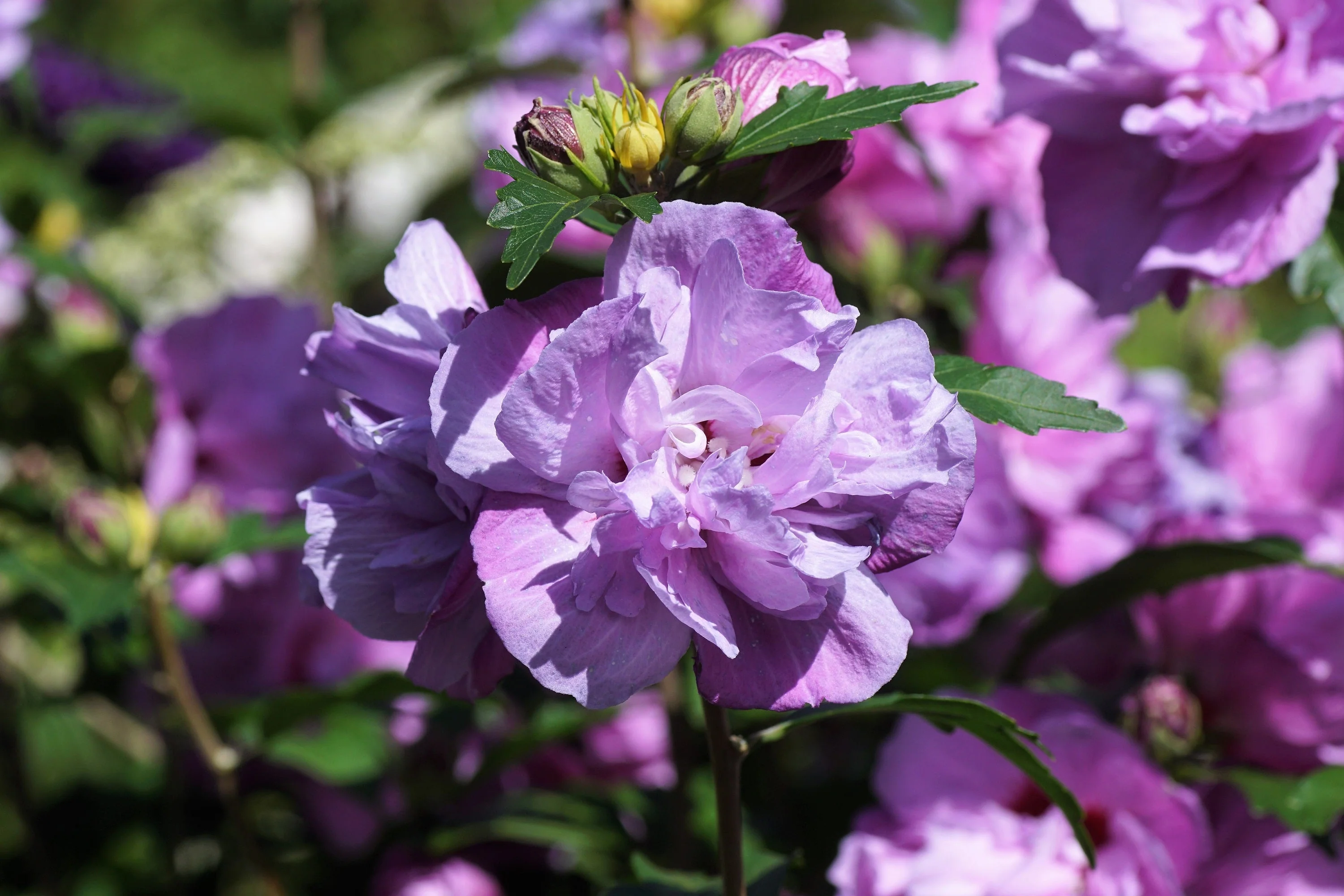 1000 BULK Mixed Colors ROSE Of SHARON HIBISCUS Syriacus Flower Tree Shrub Seeds - Image 11
