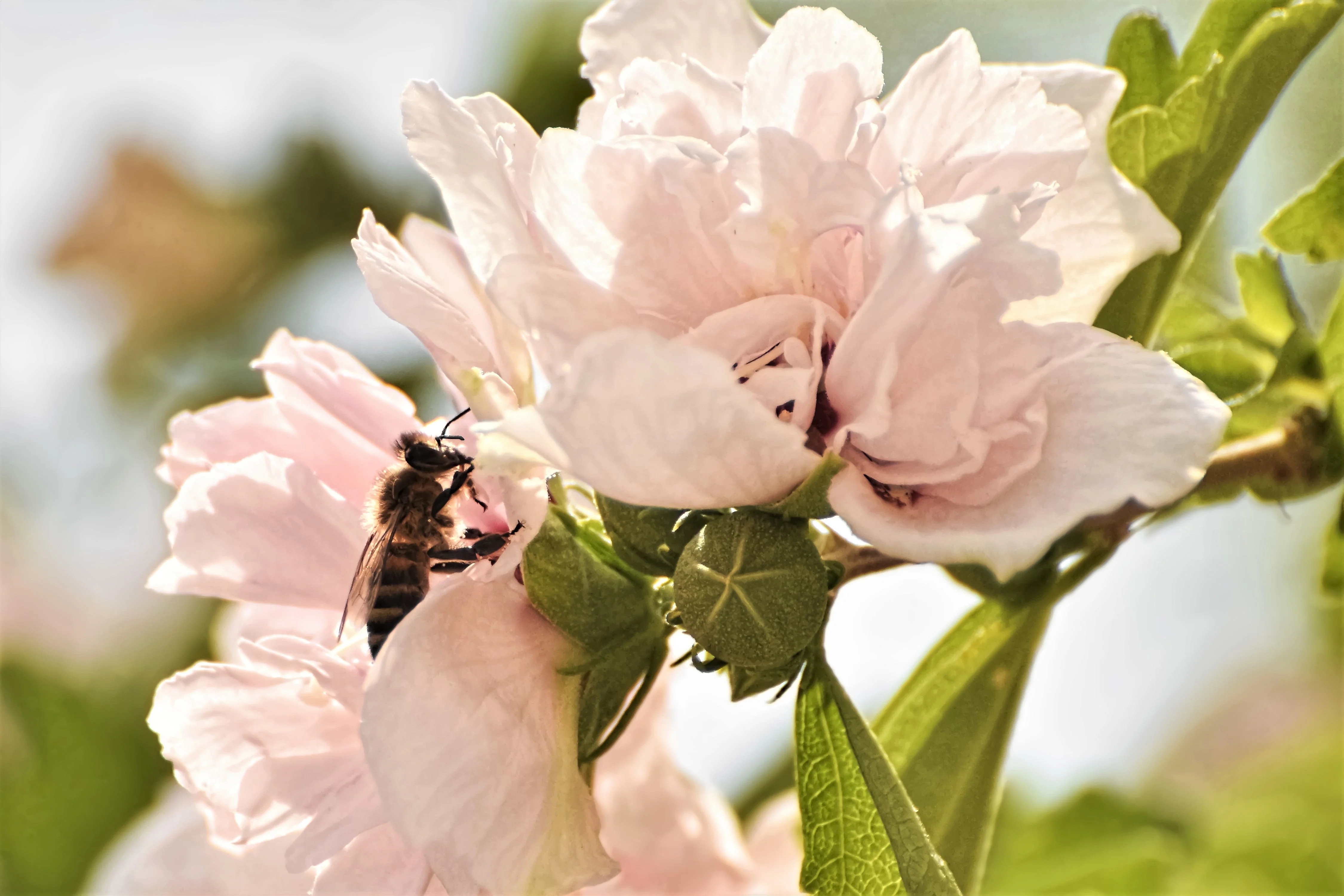 1000 BULK Mixed Colors ROSE Of SHARON HIBISCUS Syriacus Flower Tree Shrub Seeds - Image 13