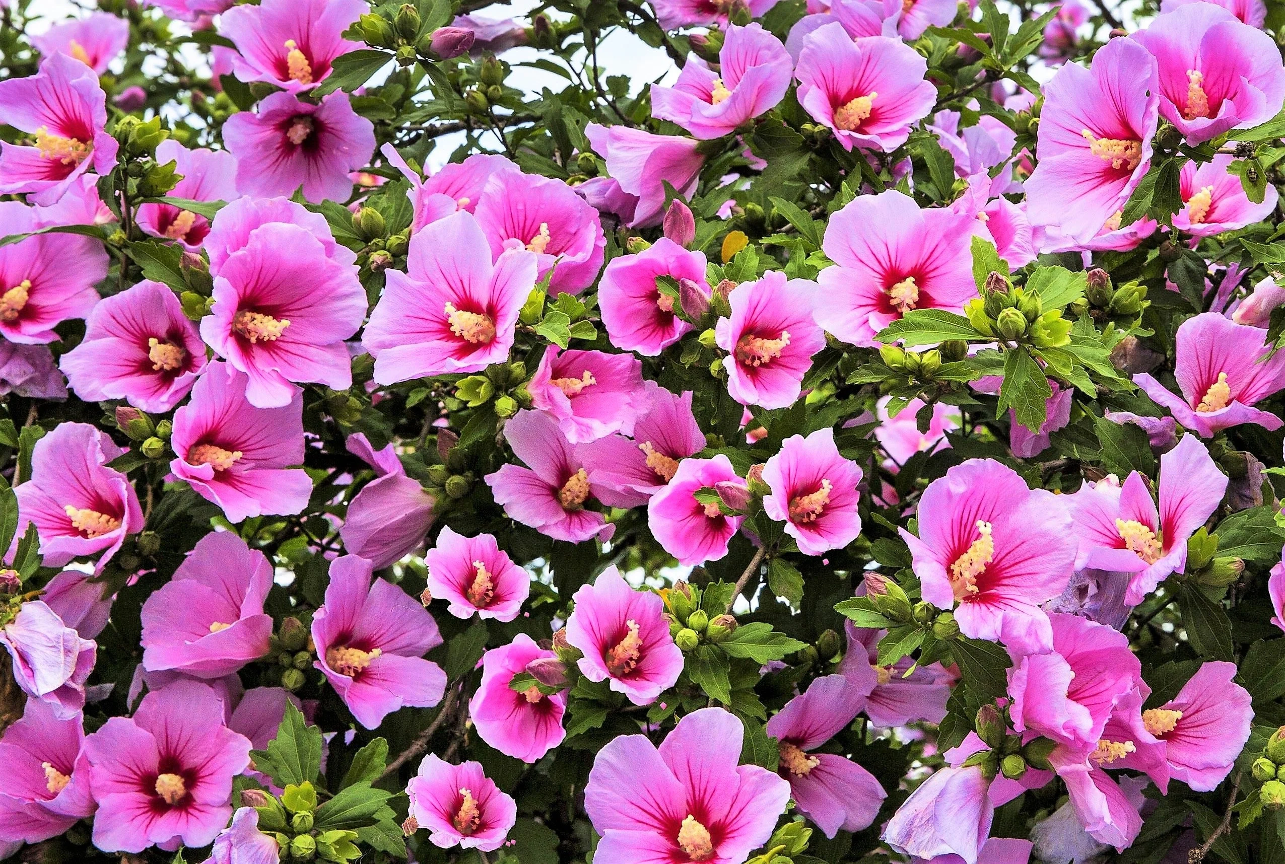 1000 BULK Mixed Colors ROSE Of SHARON HIBISCUS Syriacus Flower Tree Shrub Seeds - Image 7