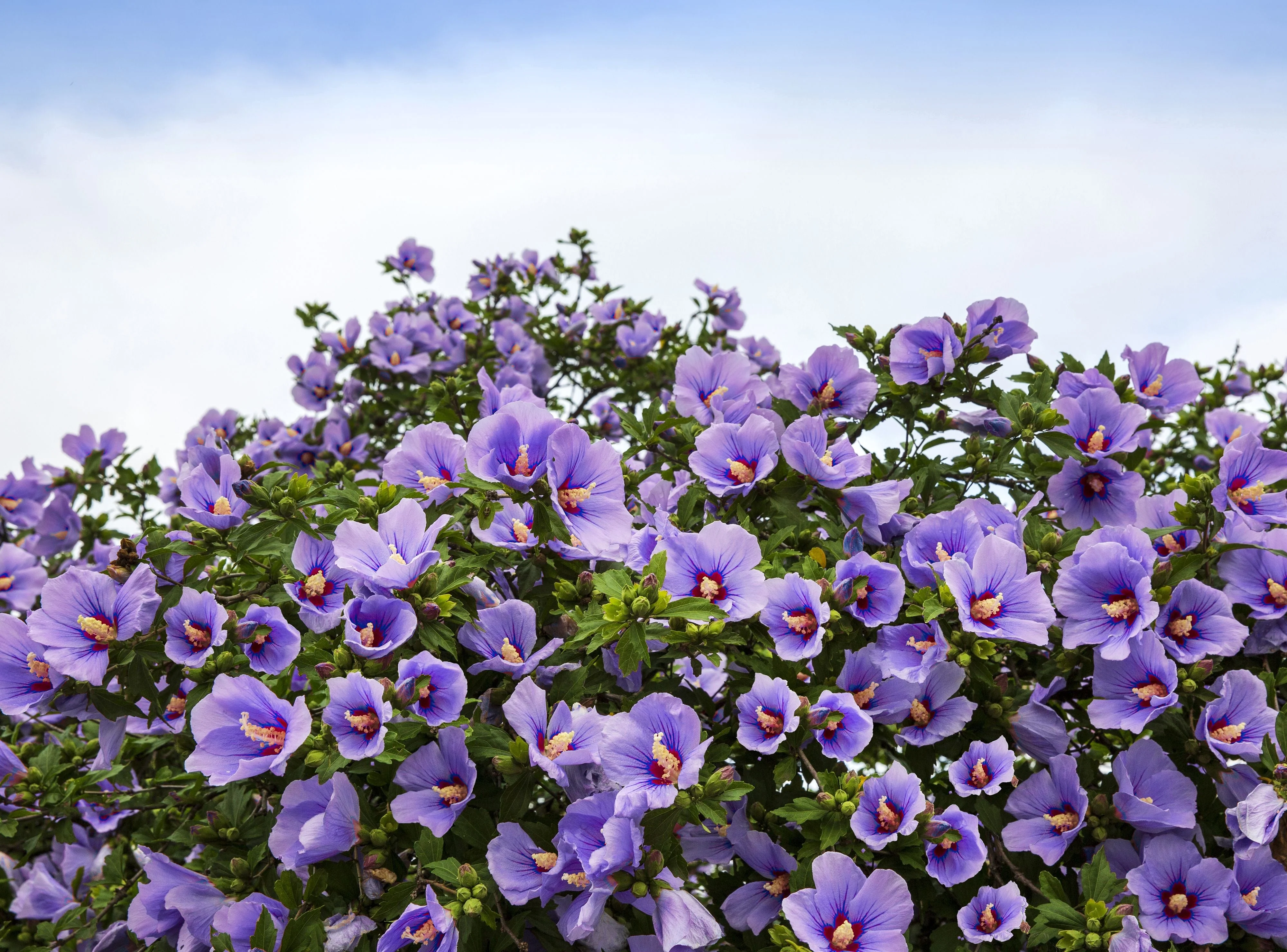1000 BULK Mixed Colors ROSE Of SHARON HIBISCUS Syriacus Flower Tree Shrub Seeds - Image 8