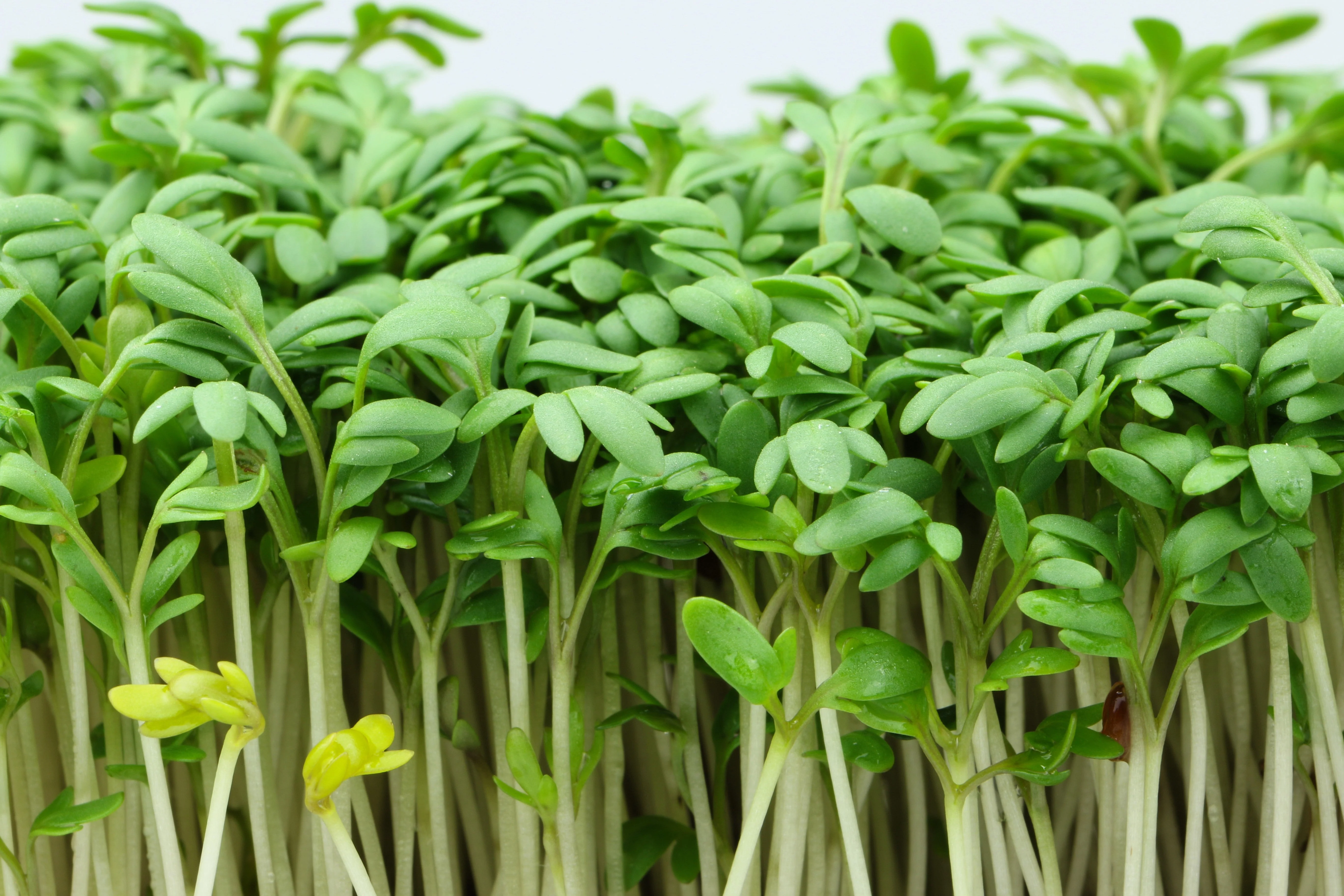1000 Fine Curled PEPPERGRASS / PEPPERCRESS / WATERCRESS Lepidium Sativum Greens Sprouts Vegetable Sprouting Seeds - Image 3