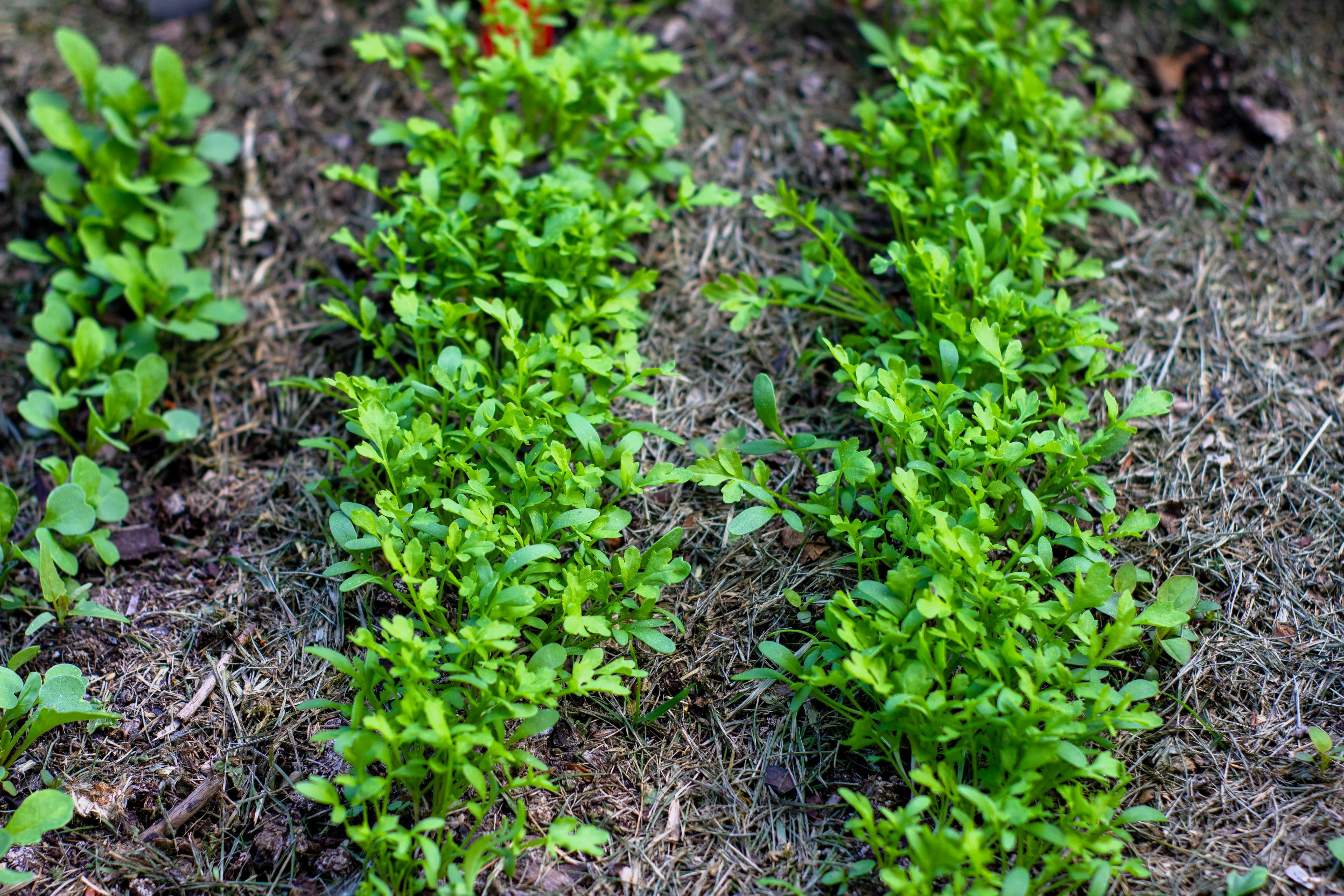 1000 Fine Curled PEPPERGRASS / PEPPERCRESS / WATERCRESS Lepidium Sativum Greens Sprouts Vegetable Sprouting Seeds - Image 4