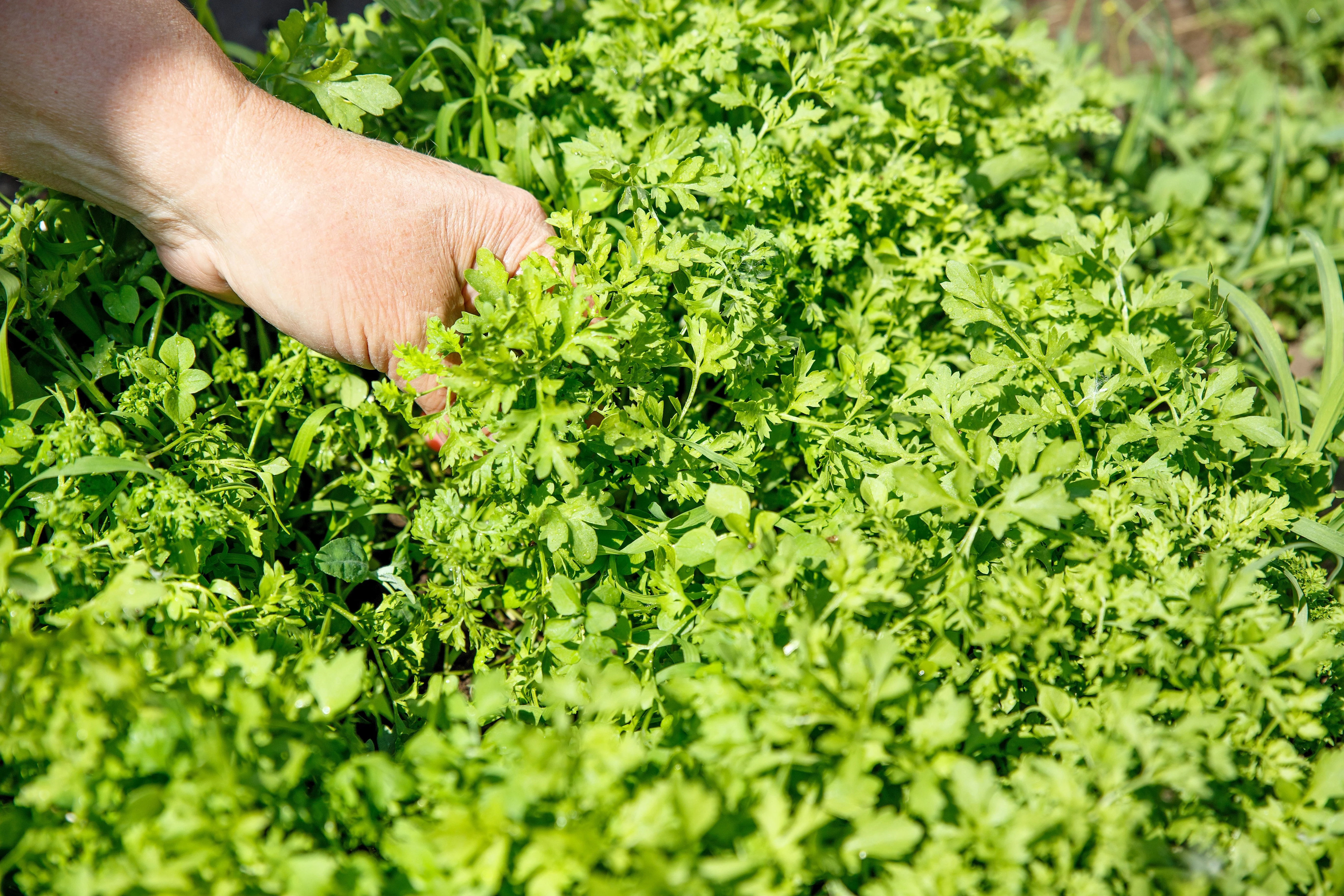 1000 Fine Curled PEPPERGRASS / PEPPERCRESS / WATERCRESS Lepidium Sativum Greens Sprouts Vegetable Sprouting Seeds - Image 5
