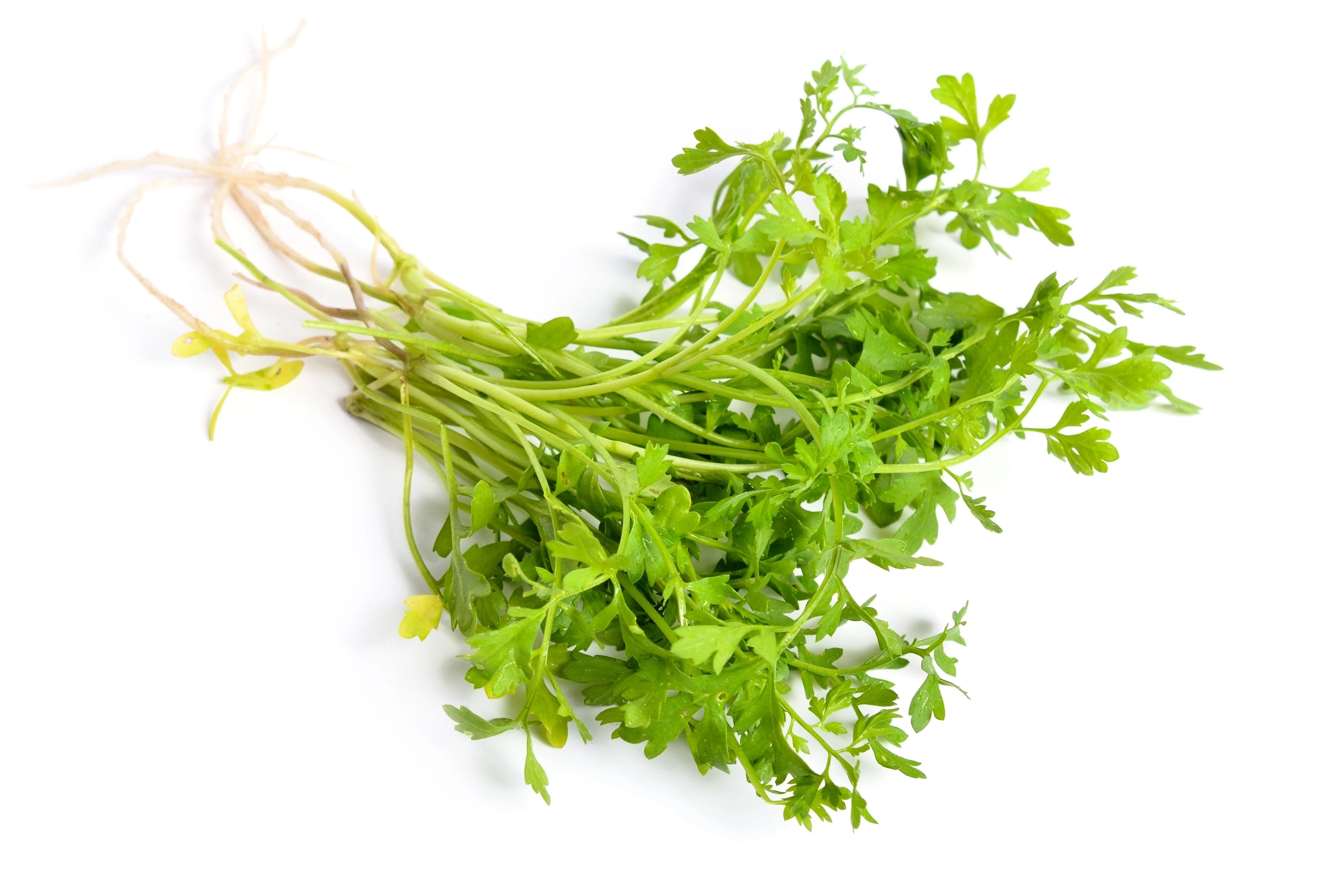 1000 Fine Curled PEPPERGRASS / PEPPERCRESS / WATERCRESS Lepidium Sativum Greens Sprouts Vegetable Sprouting Seeds - Image 6