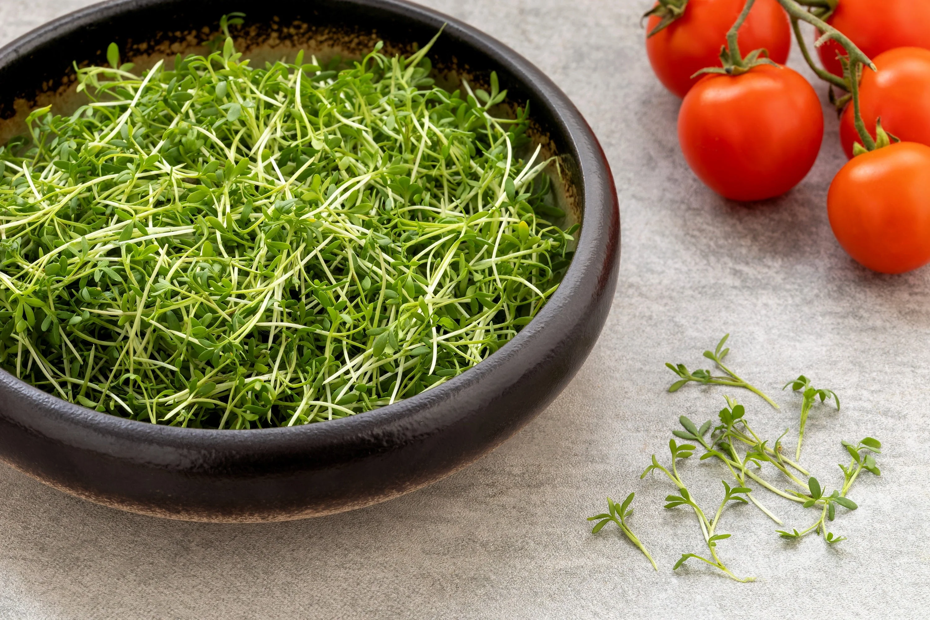 1000 Fine Curled PEPPERGRASS / PEPPERCRESS / WATERCRESS Lepidium Sativum Greens Sprouts Vegetable Sprouting Seeds - Image 7