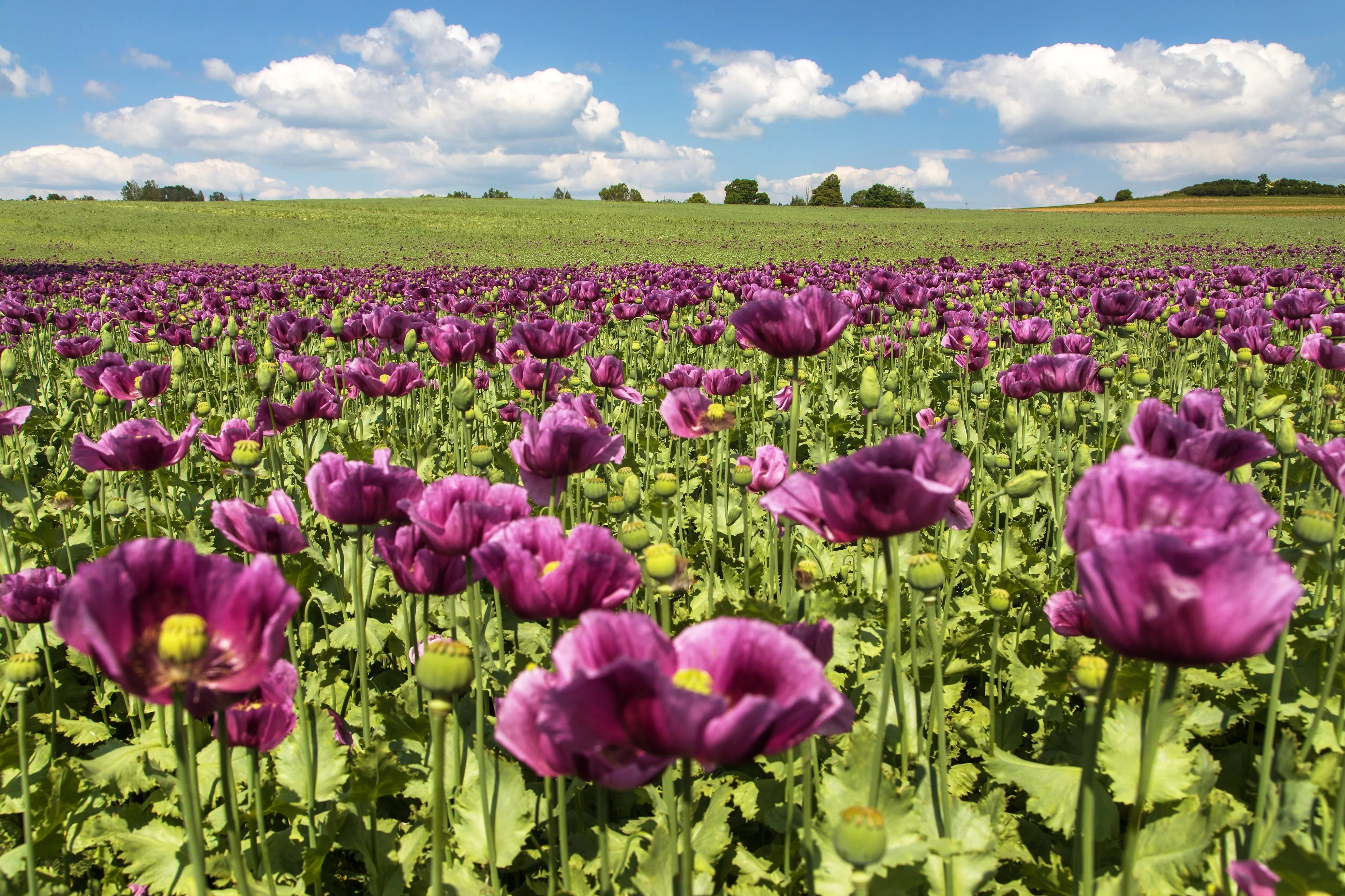 1000 PEPPERBOX POPPY MIX Papaver Somniferum Mixed Colors Red Violet Flower Seeds - Image 10