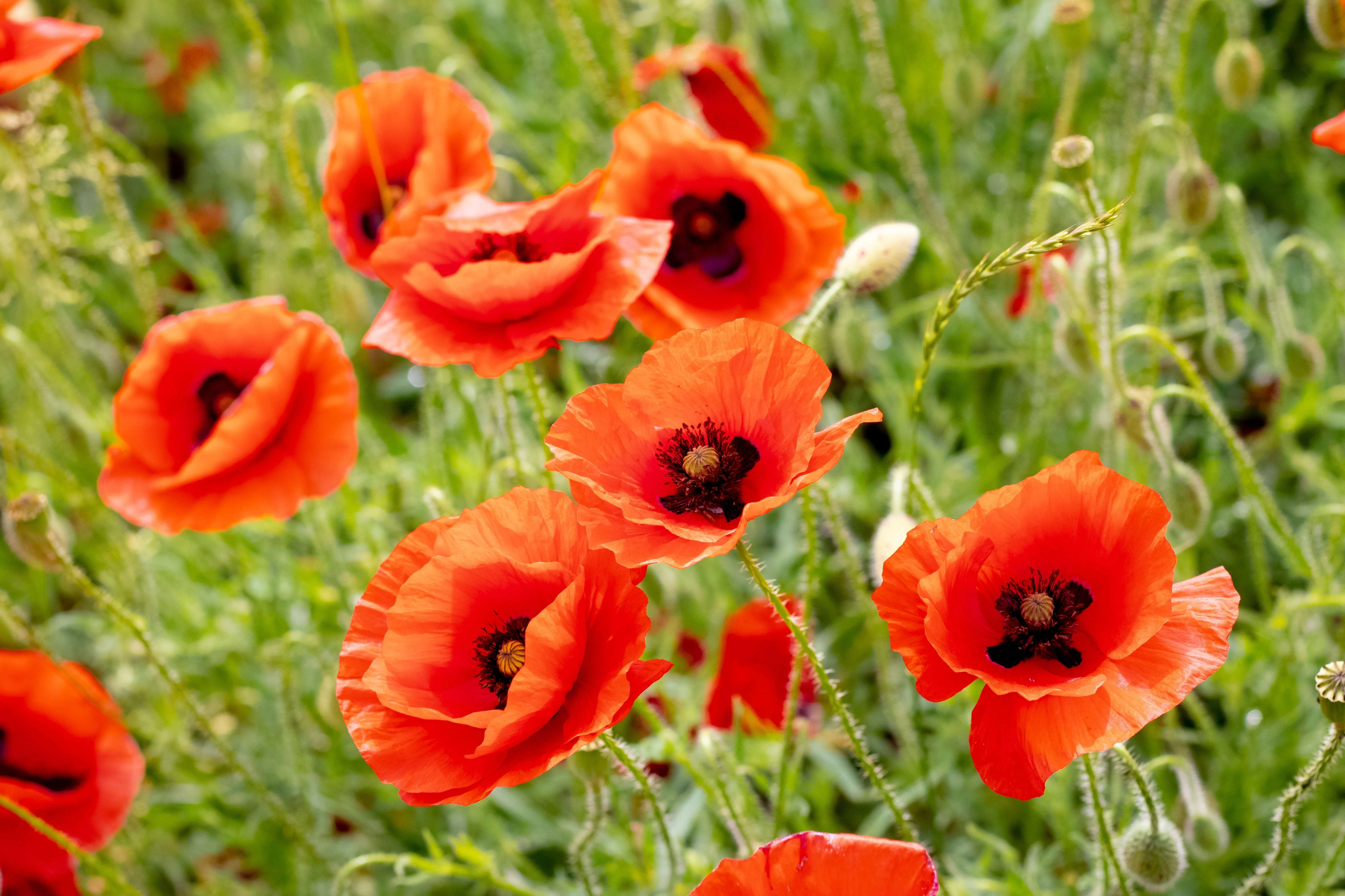 1000 PEPPERBOX POPPY MIX Papaver Somniferum Mixed Colors Red Violet Flower Seeds - Image 11