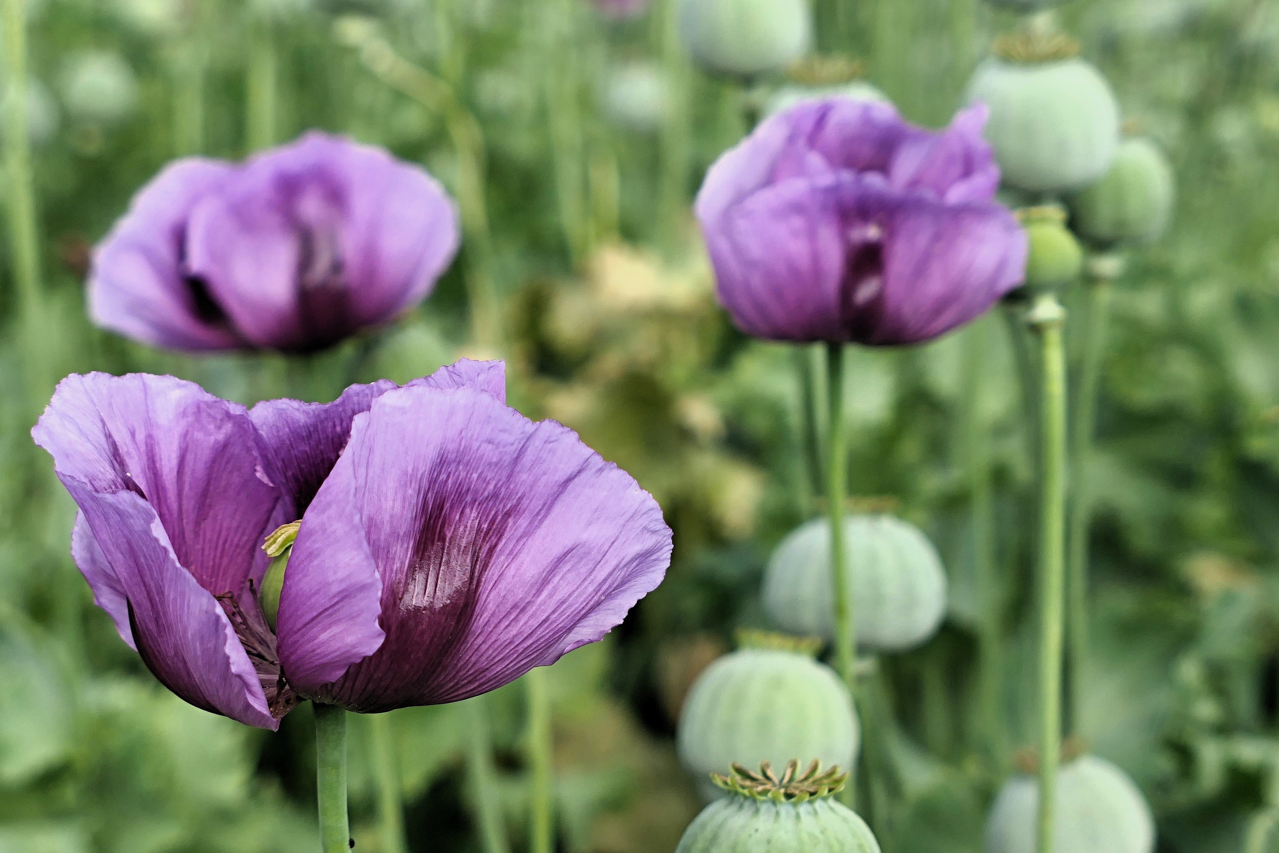 1000 PEPPERBOX POPPY MIX Papaver Somniferum Mixed Colors Red Violet Flower Seeds - Image 12