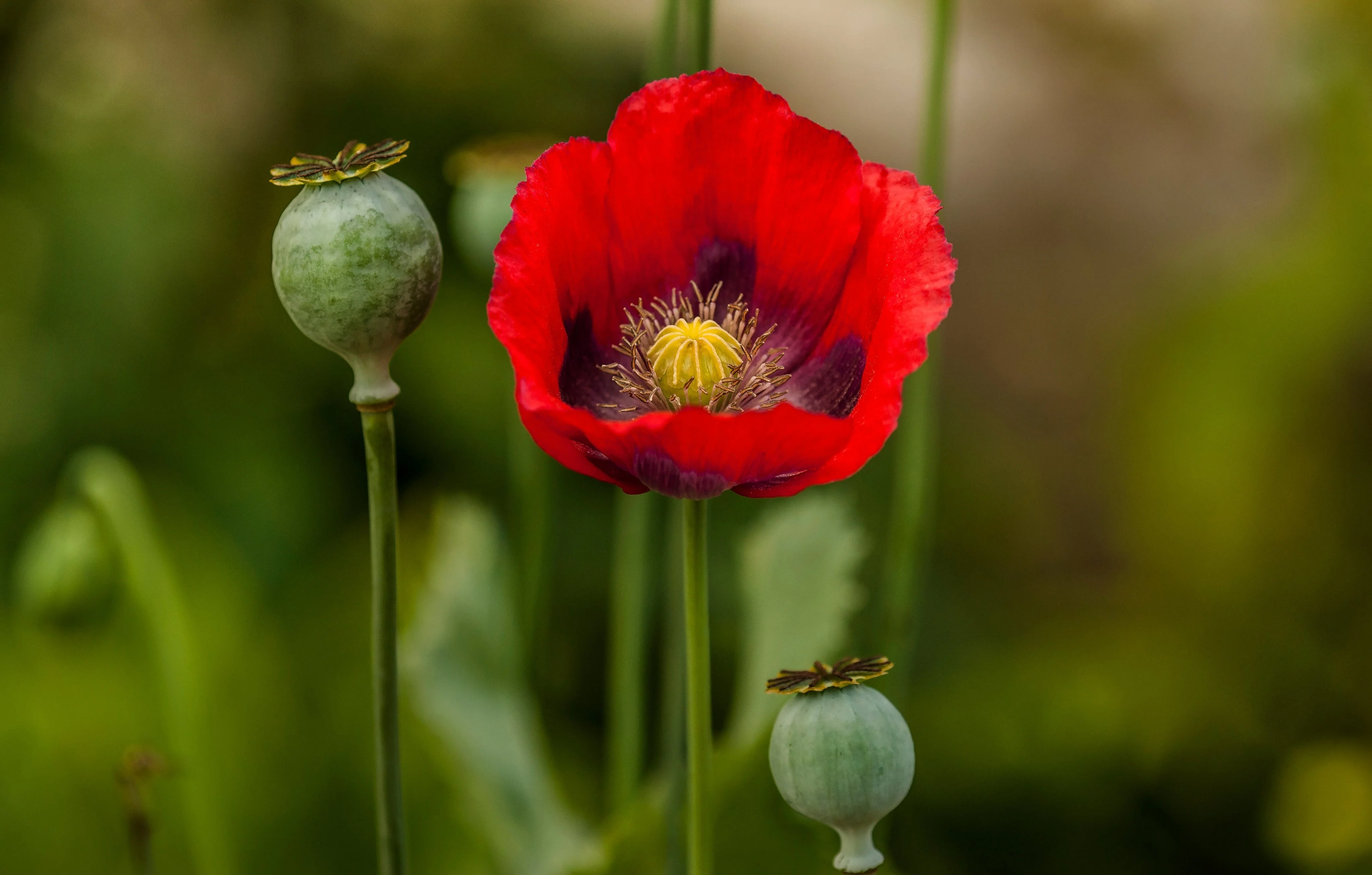 1000 PEPPERBOX POPPY MIX Papaver Somniferum Mixed Colors Red Violet Flower Seeds - Image 13