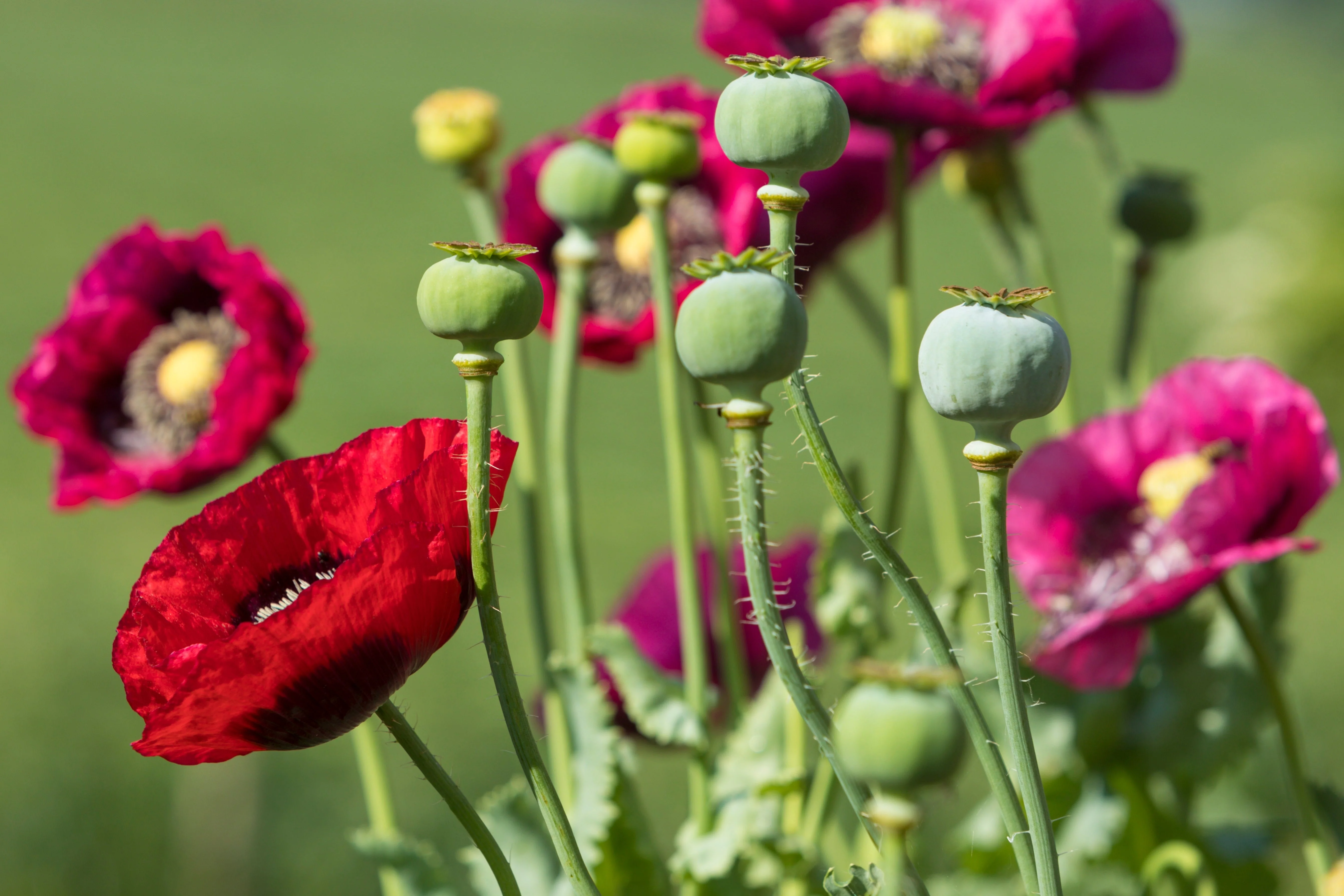 1000 PEPPERBOX POPPY MIX Papaver Somniferum Mixed Colors Red Violet Flower Seeds - Image 14