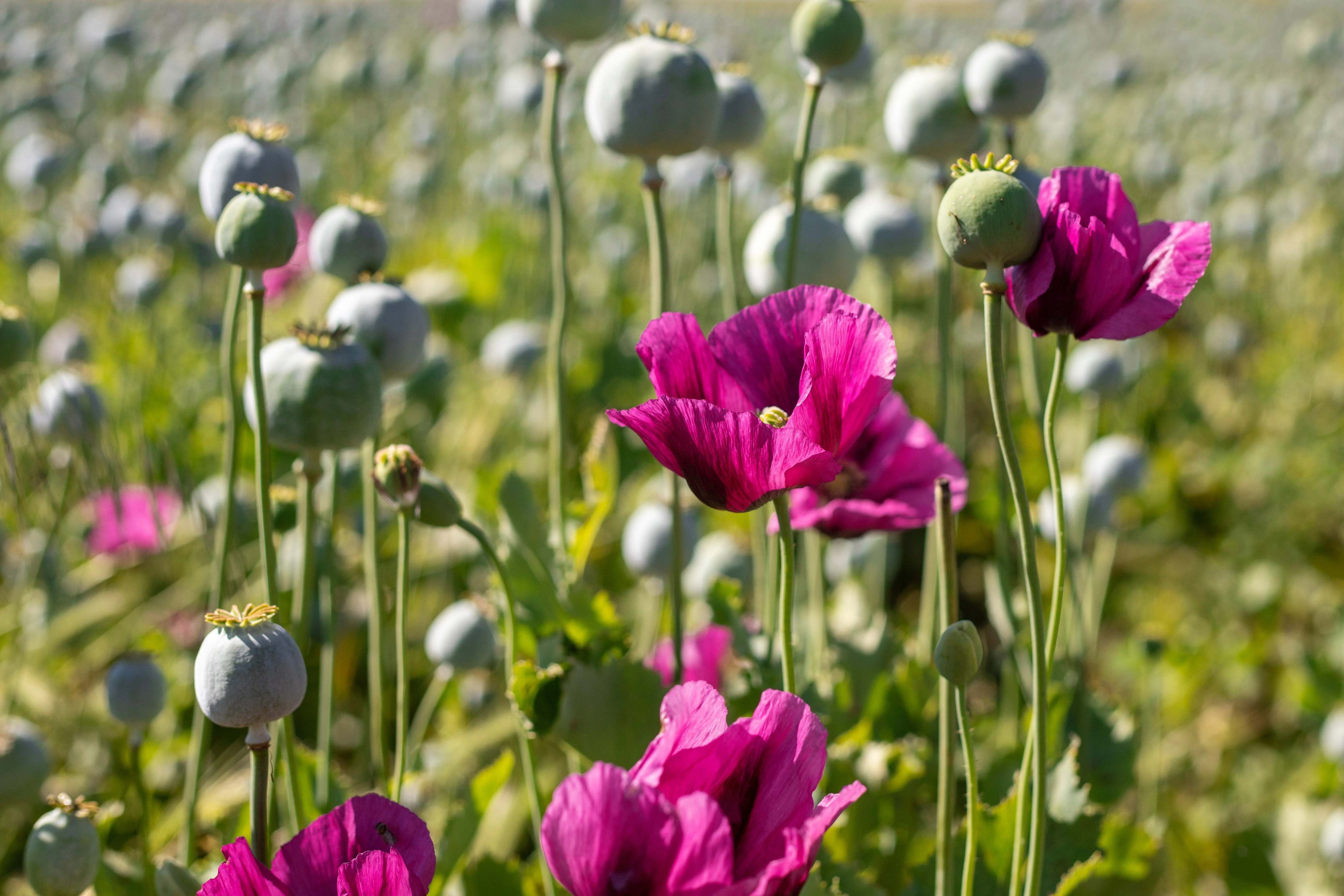 1000 PEPPERBOX POPPY MIX Papaver Somniferum Mixed Colors Red Violet Flower Seeds - Image 15