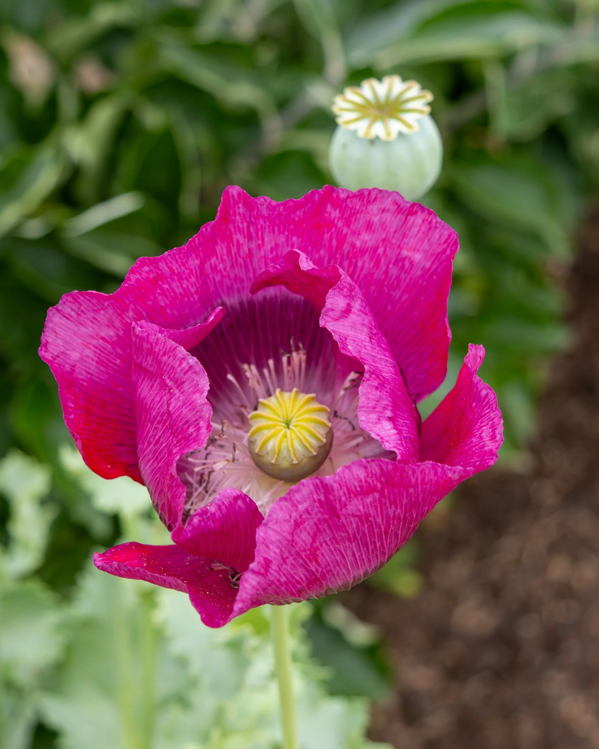 1000 PEPPERBOX POPPY MIX Papaver Somniferum Mixed Colors Red Violet Flower Seeds - Image 16