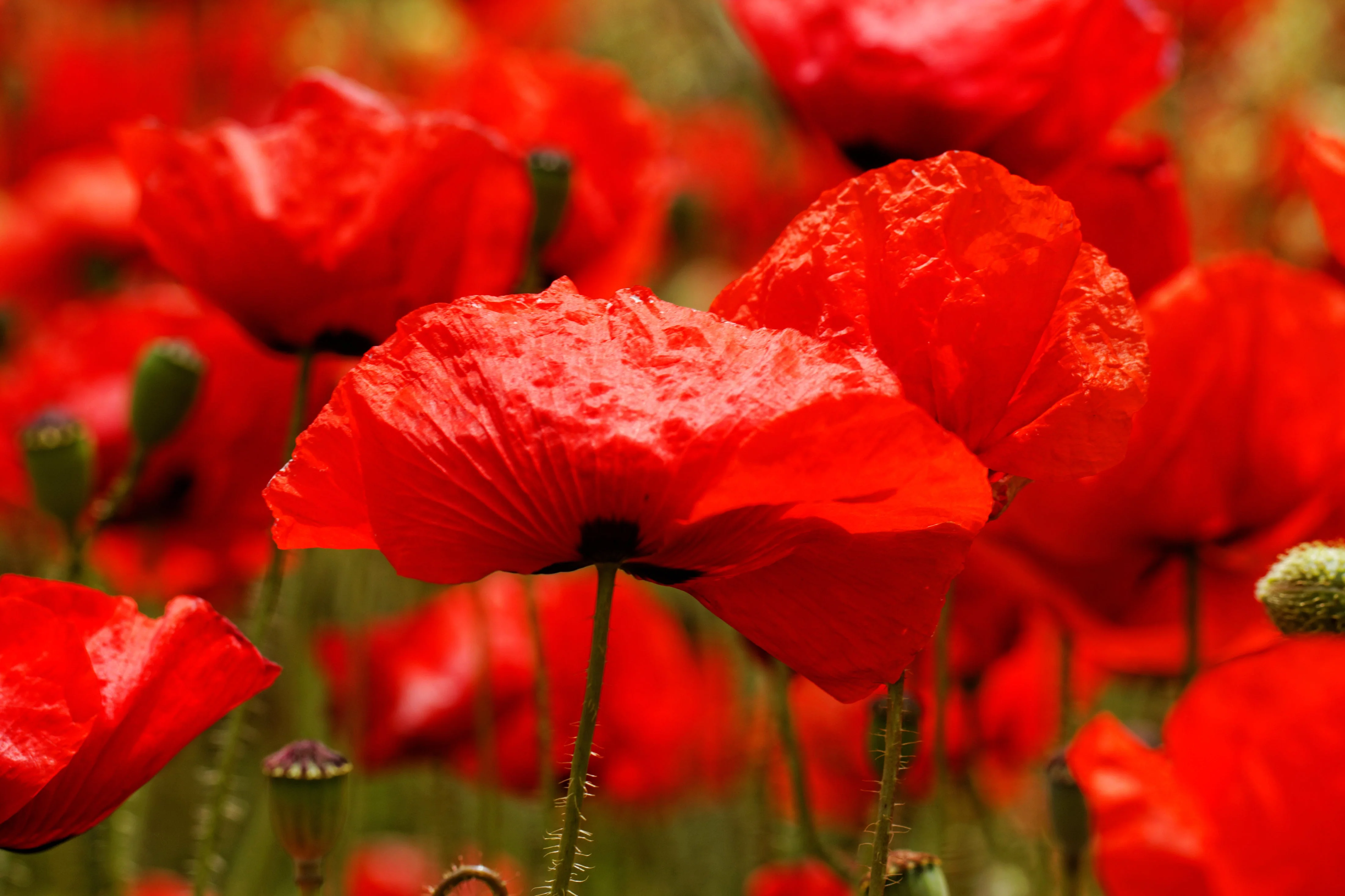 1000 PEPPERBOX POPPY MIX Papaver Somniferum Mixed Colors Red Violet Flower Seeds - Image 4
