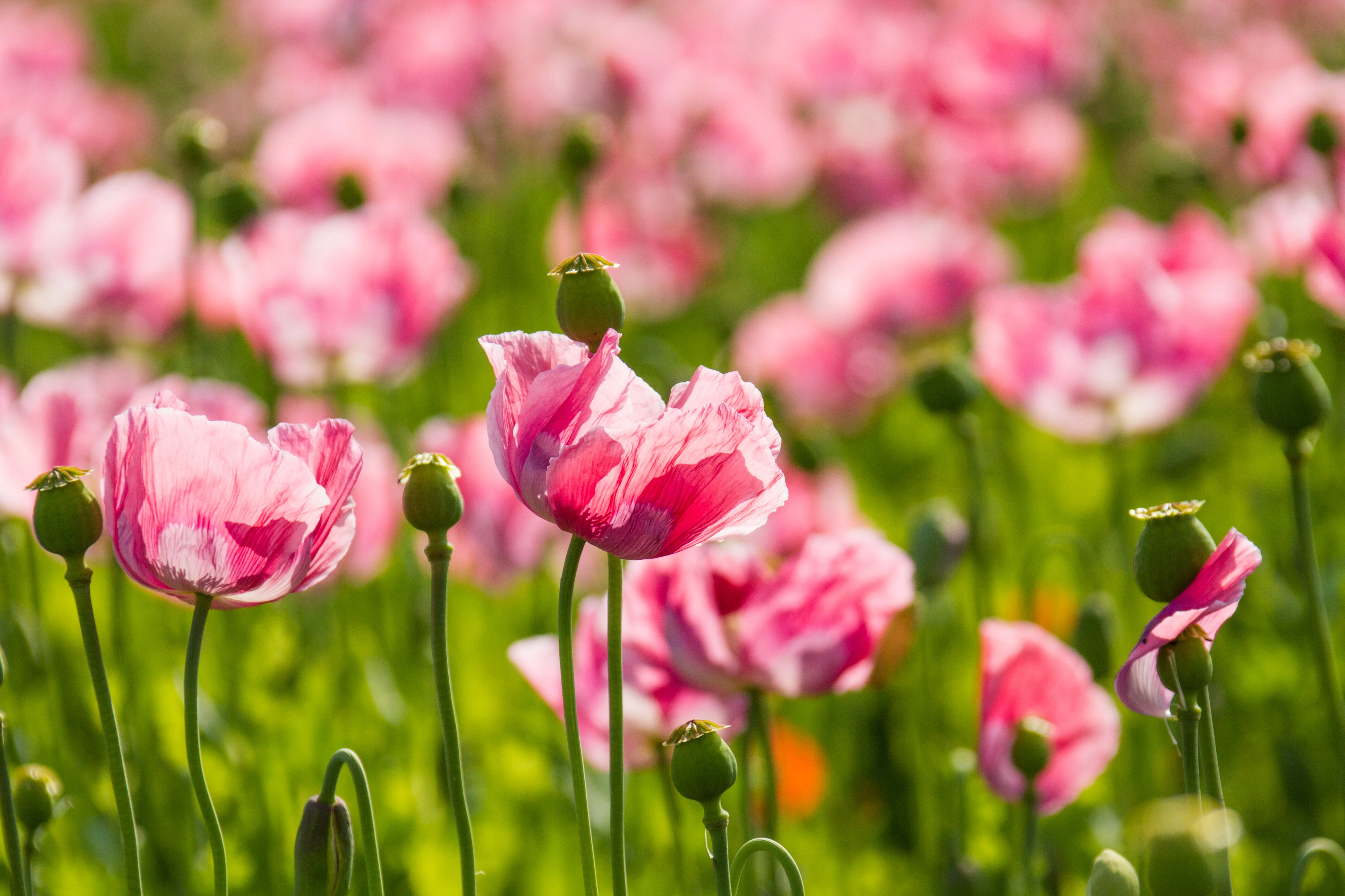 1000 PEPPERBOX POPPY MIX Papaver Somniferum Mixed Colors Red Violet Flower Seeds - Image 5