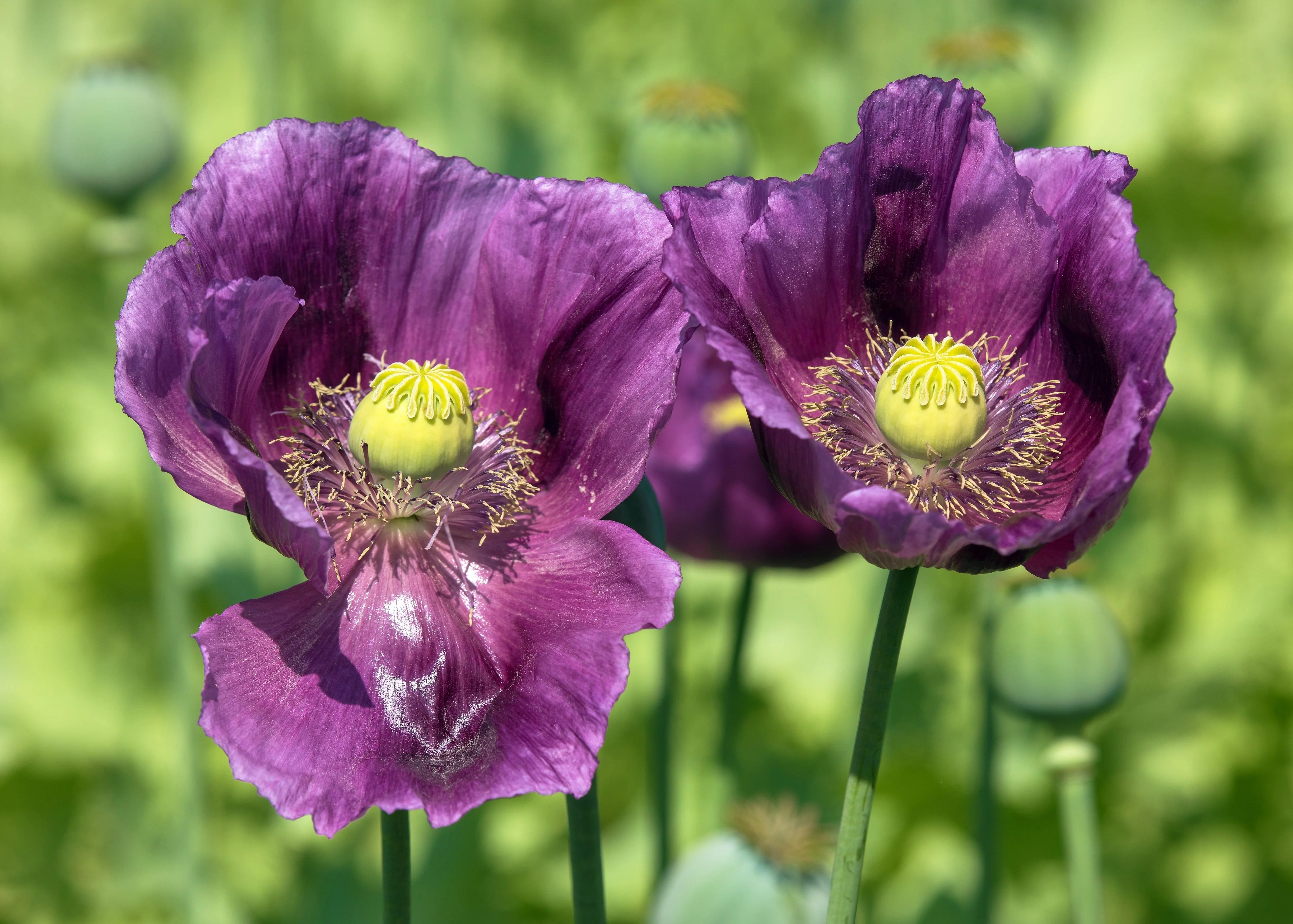 1000 PEPPERBOX POPPY MIX Papaver Somniferum Mixed Colors Red Violet Flower Seeds - Image 6