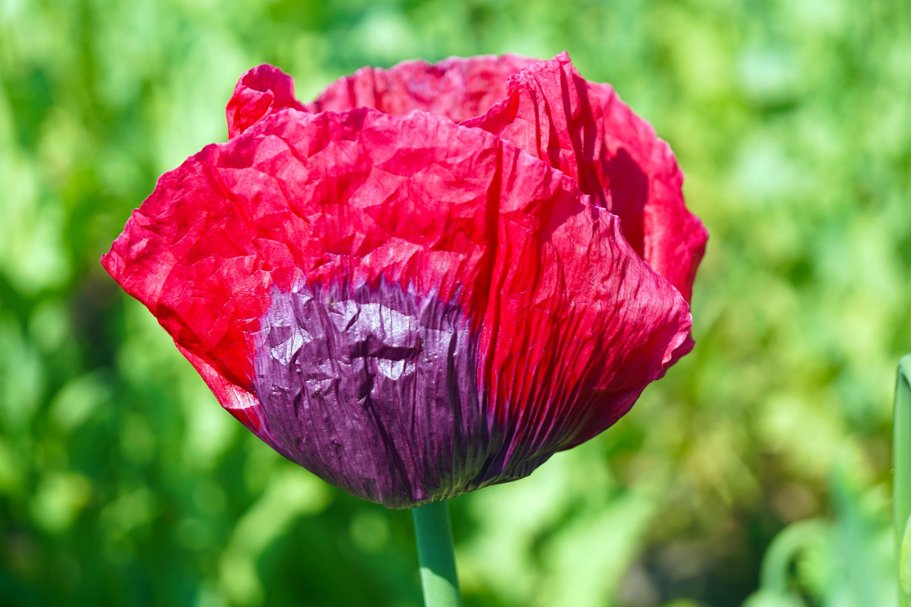 1000 PEPPERBOX POPPY MIX Papaver Somniferum Mixed Colors Red Violet Flower Seeds - Image 7