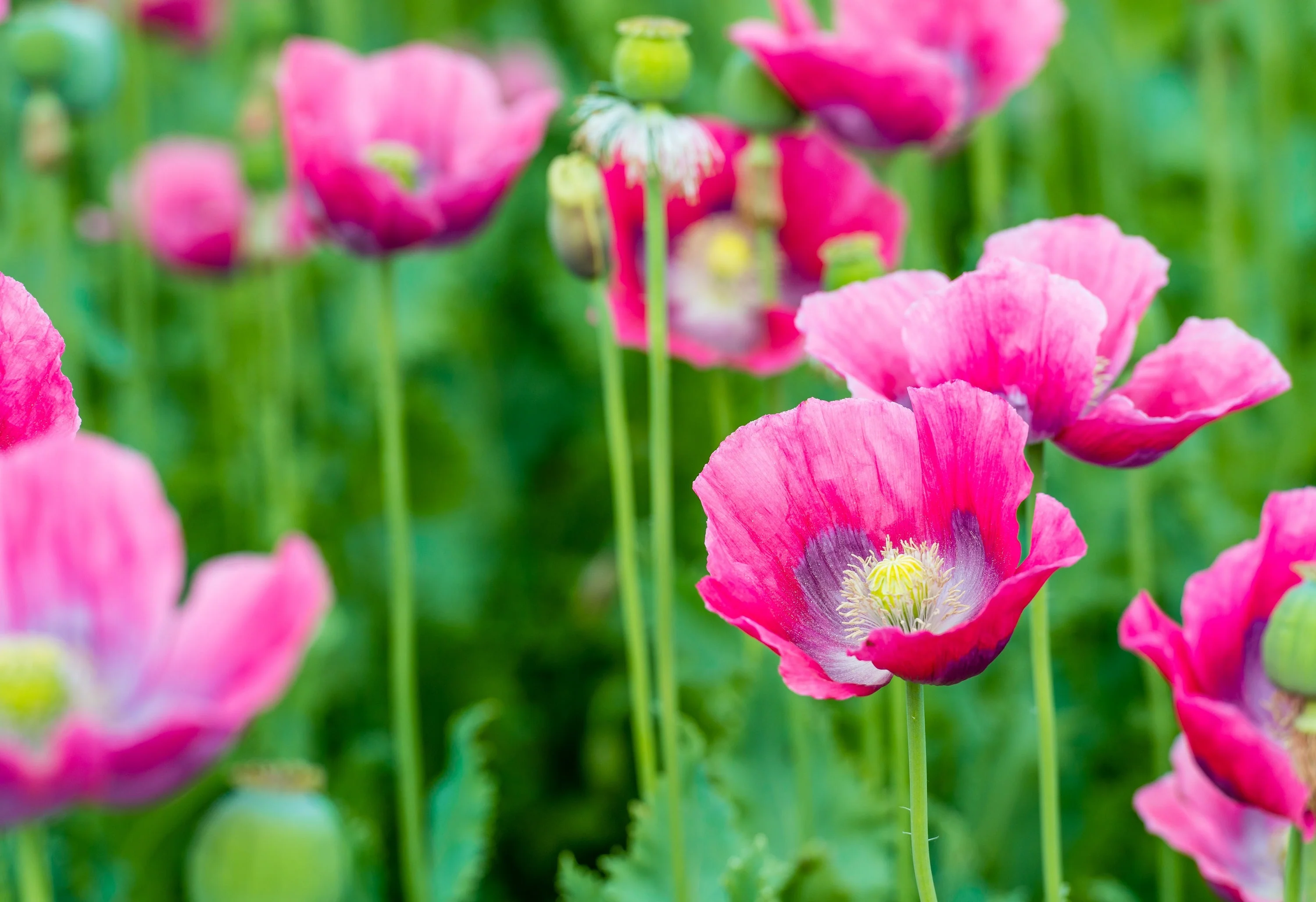 1000 PEPPERBOX POPPY MIX Papaver Somniferum Mixed Colors Red Violet Flower Seeds - Image 8