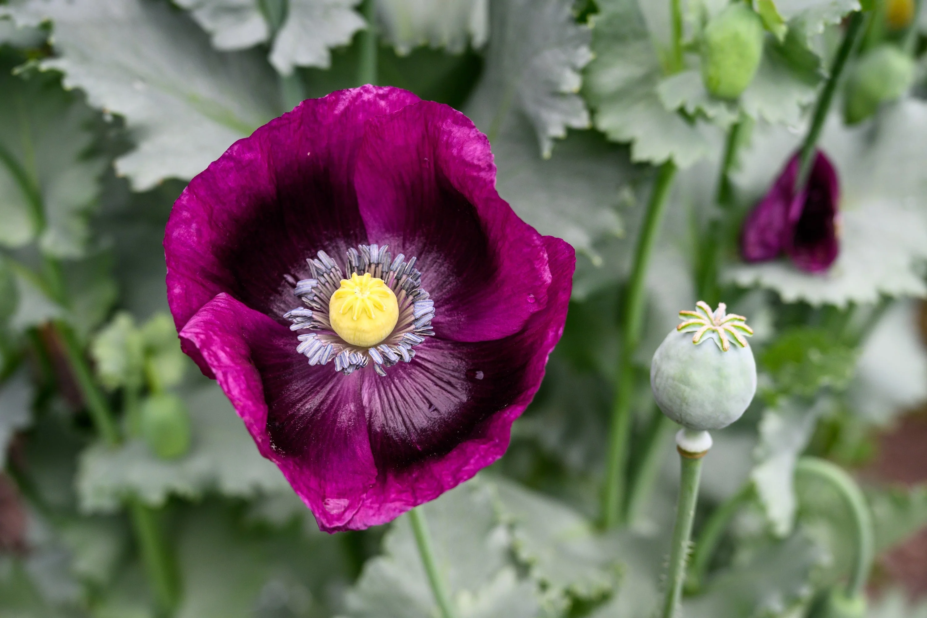 1000 PEPPERBOX POPPY MIX Papaver Somniferum Mixed Colors Red Violet Flower Seeds - Image 9
