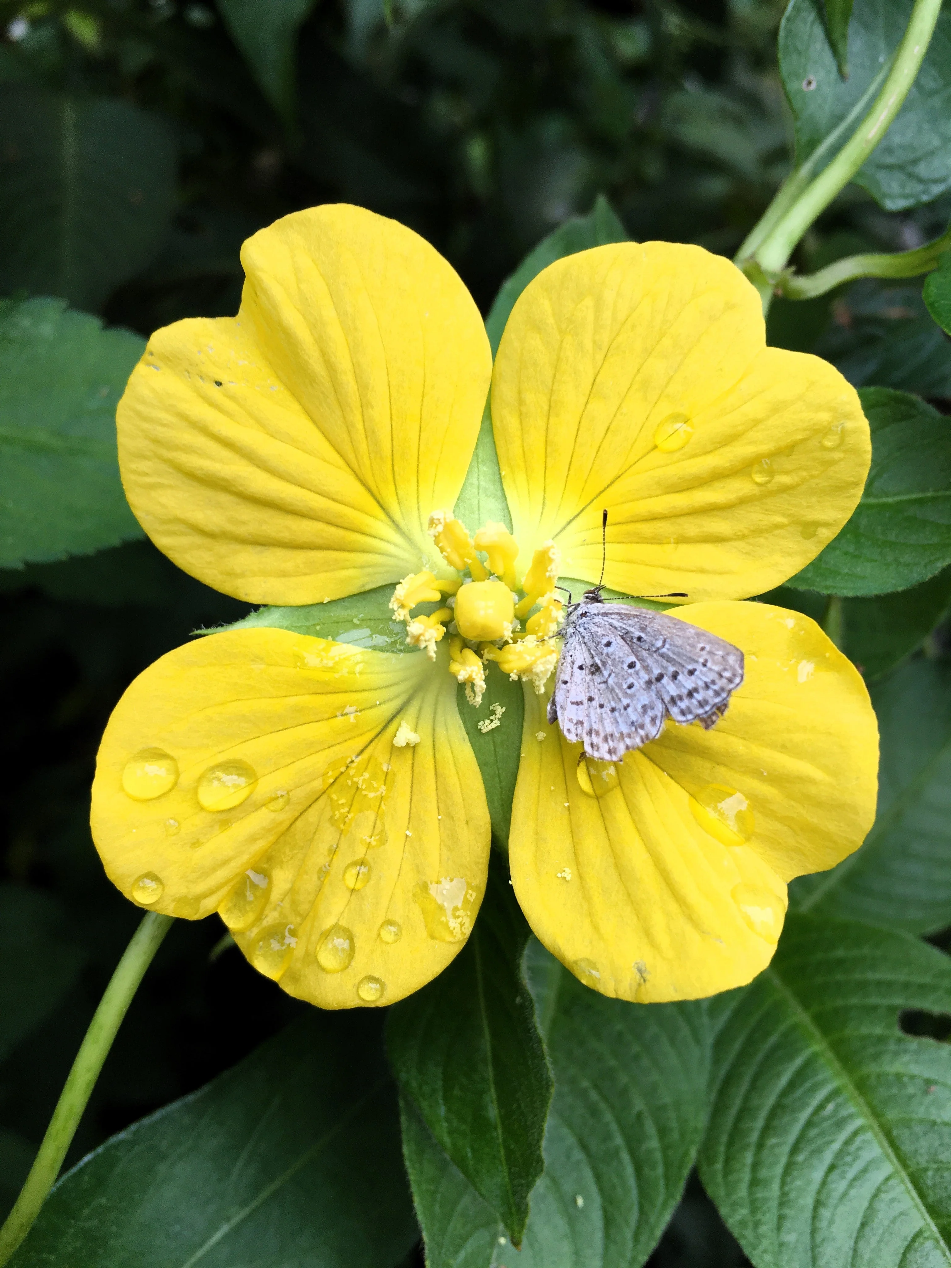 1000 Yellow SEEDBOX (Bushy Water Primrose / Rattlebox / False Loosestrife) Ludwigia Alternifolia Flower Seeds - Image 2