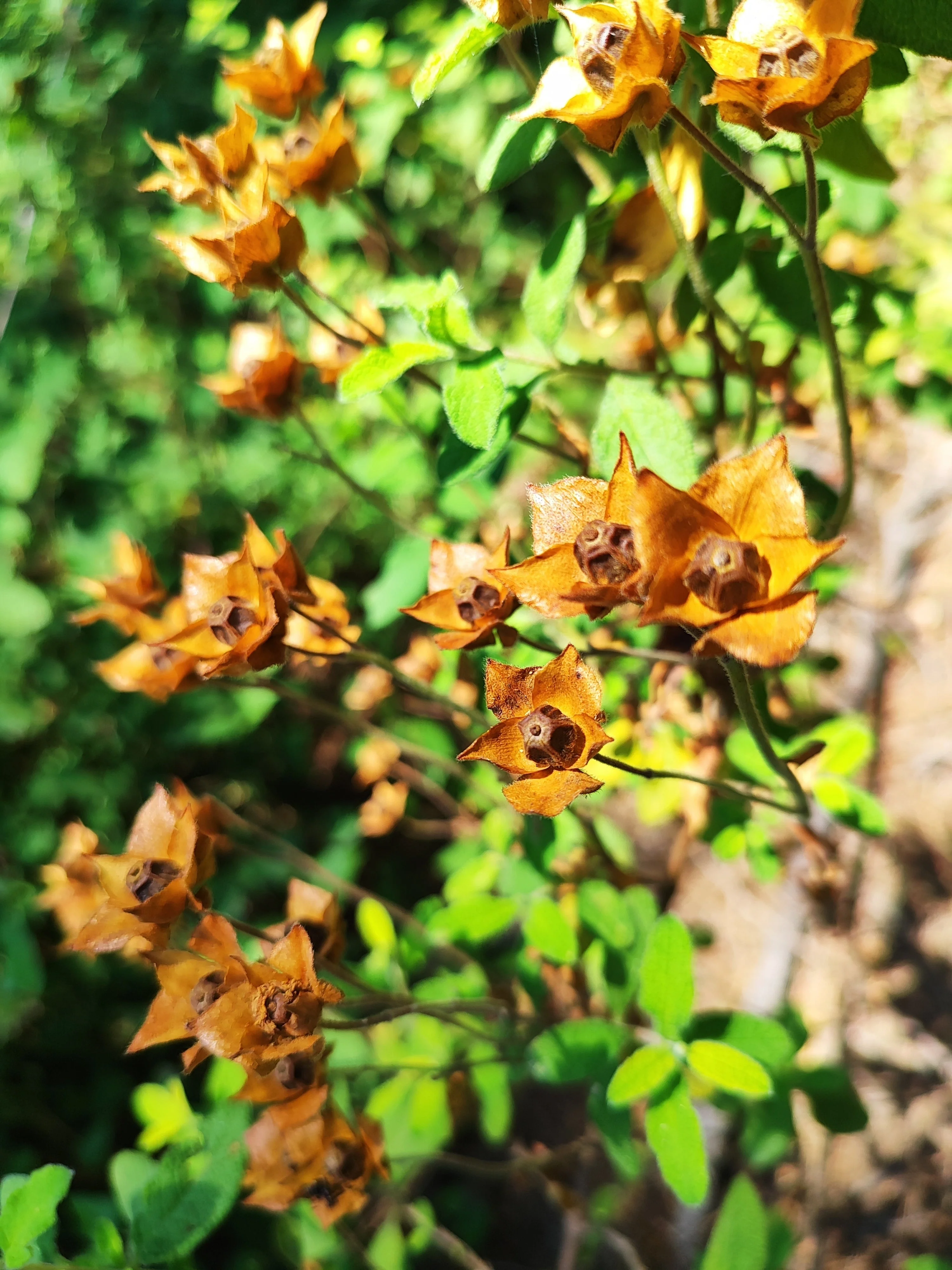 1000 Yellow SEEDBOX (Bushy Water Primrose / Rattlebox / False Loosestrife) Ludwigia Alternifolia Flower Seeds - Image 3