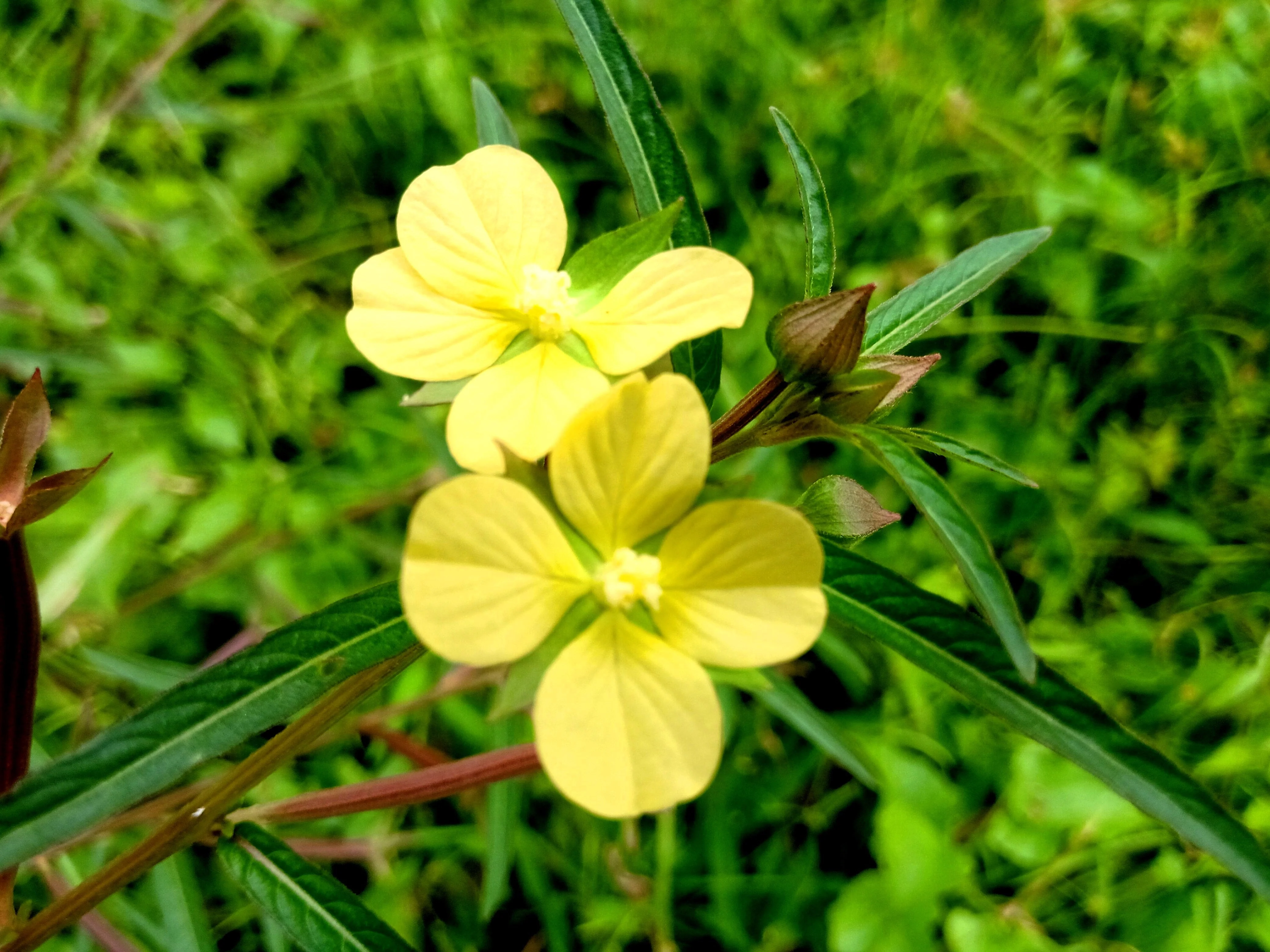 1000 Yellow SEEDBOX (Bushy Water Primrose / Rattlebox / False Loosestrife) Ludwigia Alternifolia Flower Seeds - Image 4