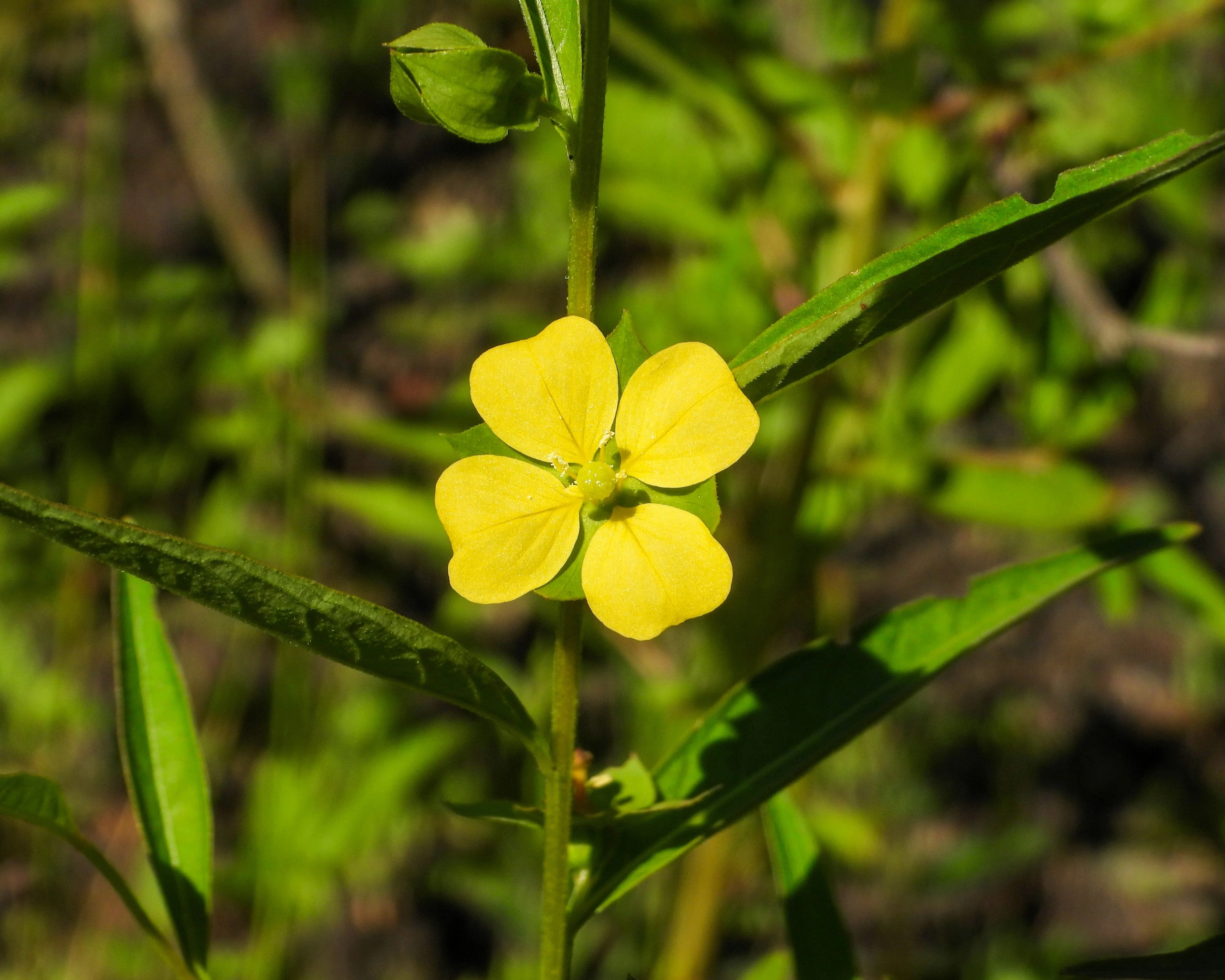 1000 Yellow SEEDBOX (Bushy Water Primrose / Rattlebox / False Loosestrife) Ludwigia Alternifolia Flower Seeds - Image 5