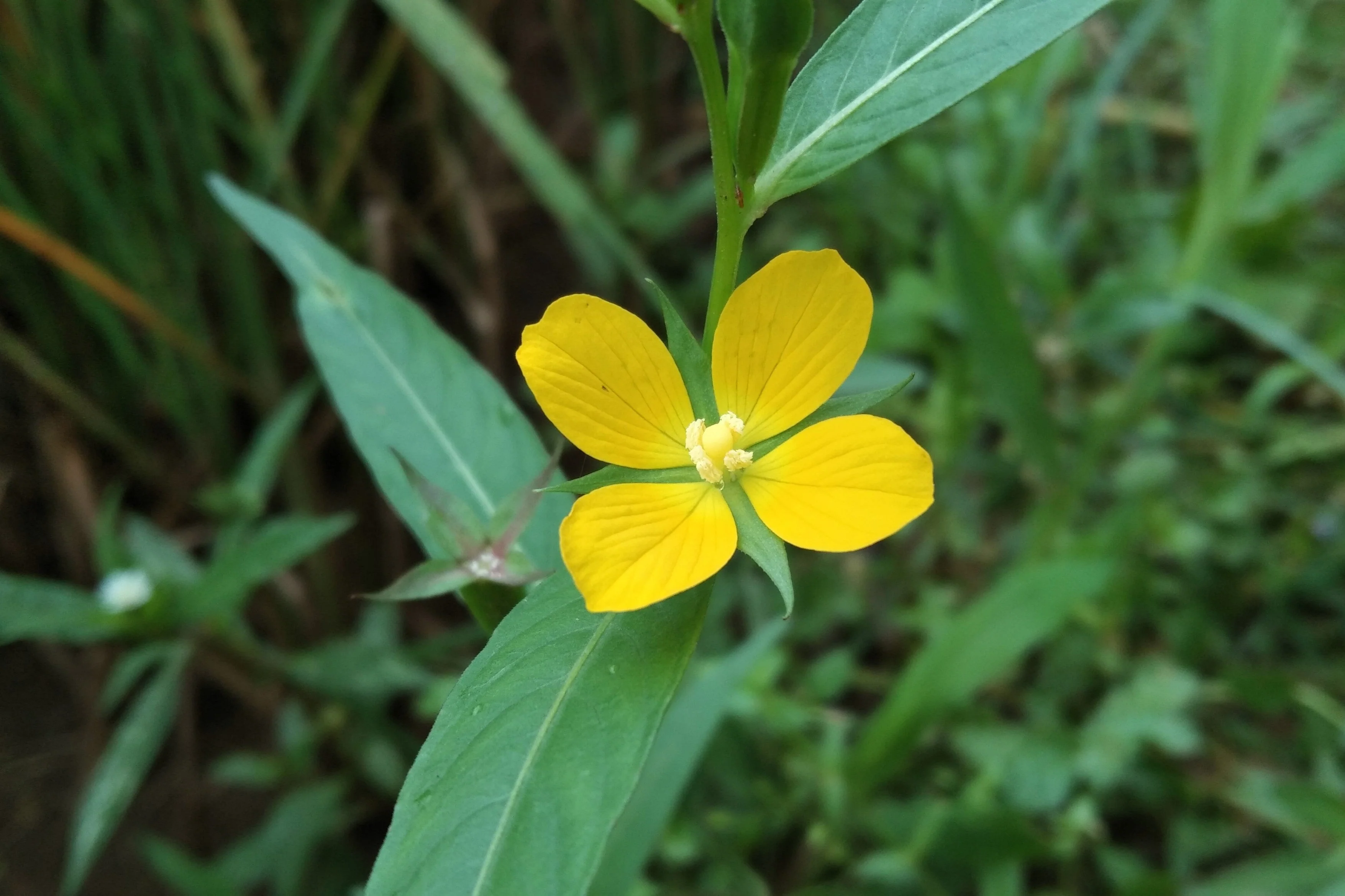 1000 Yellow SEEDBOX (Bushy Water Primrose / Rattlebox / False Loosestrife) Ludwigia Alternifolia Flower Seeds - Image 6