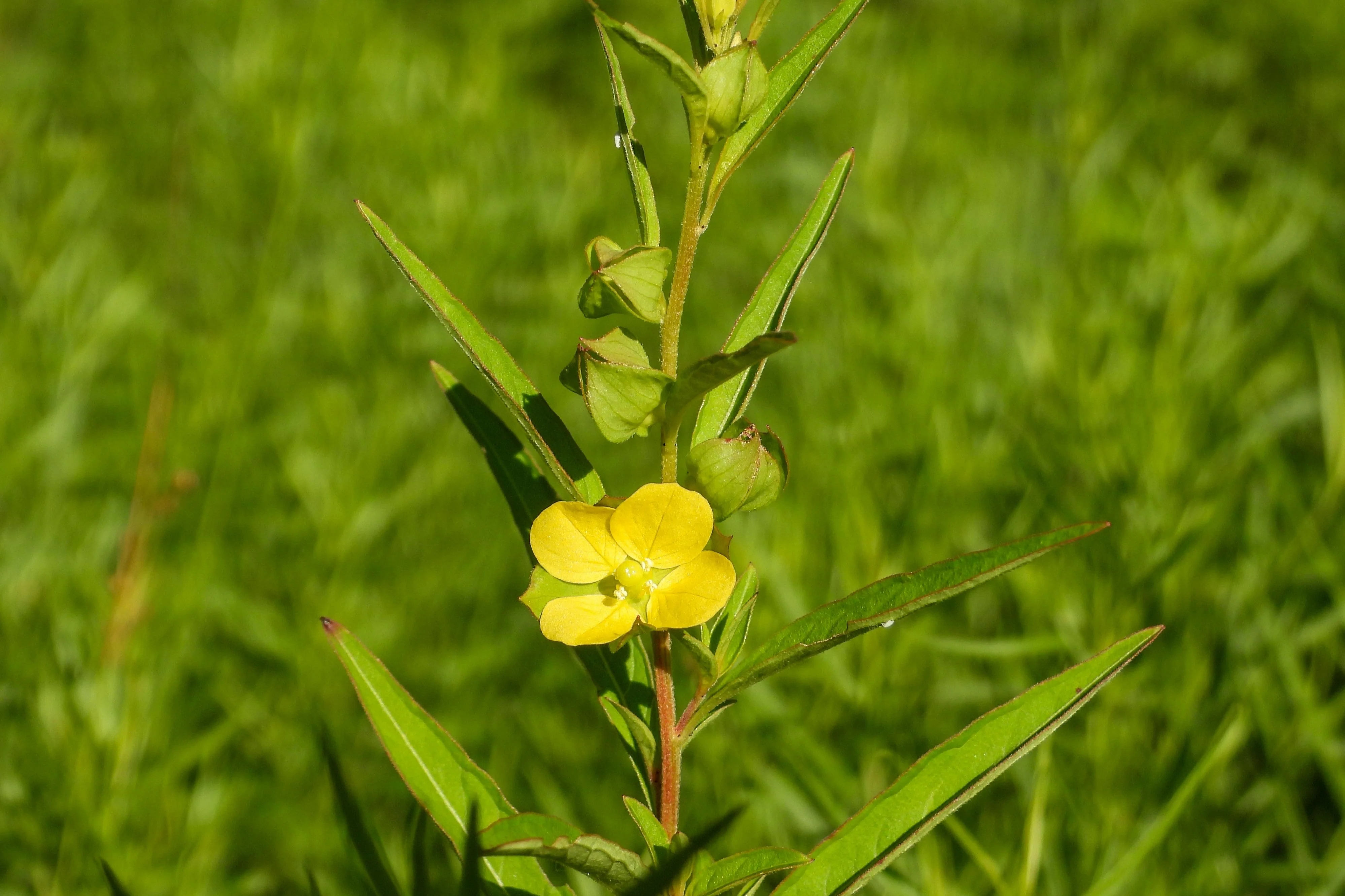 1000 Yellow SEEDBOX (Bushy Water Primrose / Rattlebox / False Loosestrife) Ludwigia Alternifolia Flower Seeds - Image 7