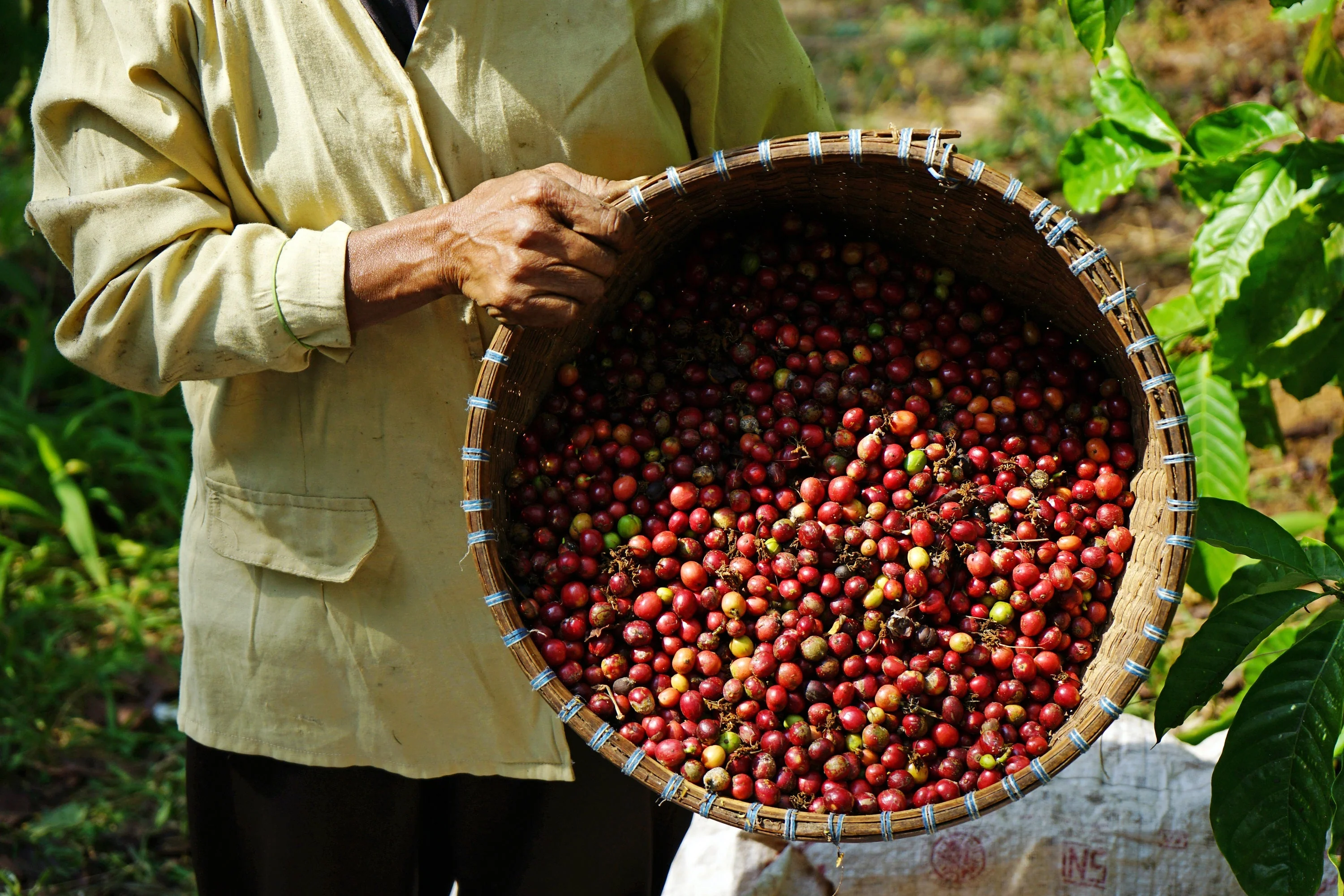 15 ARABICA COFFEE Tree Shrub Seeds - Grow your own coffee! - Image 10