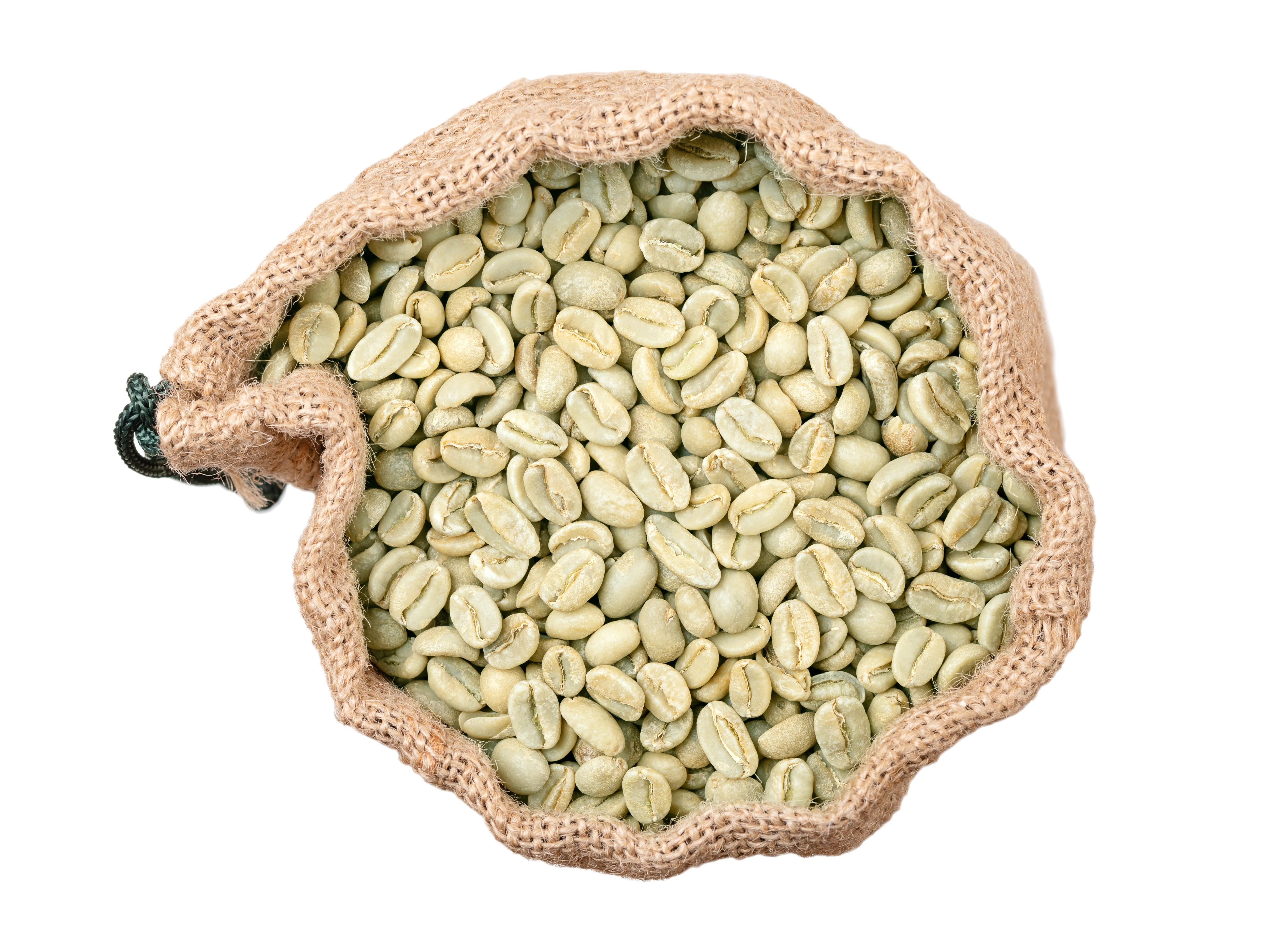 15 ARABICA COFFEE Tree Shrub Seeds - Grow your own coffee! - Image 11