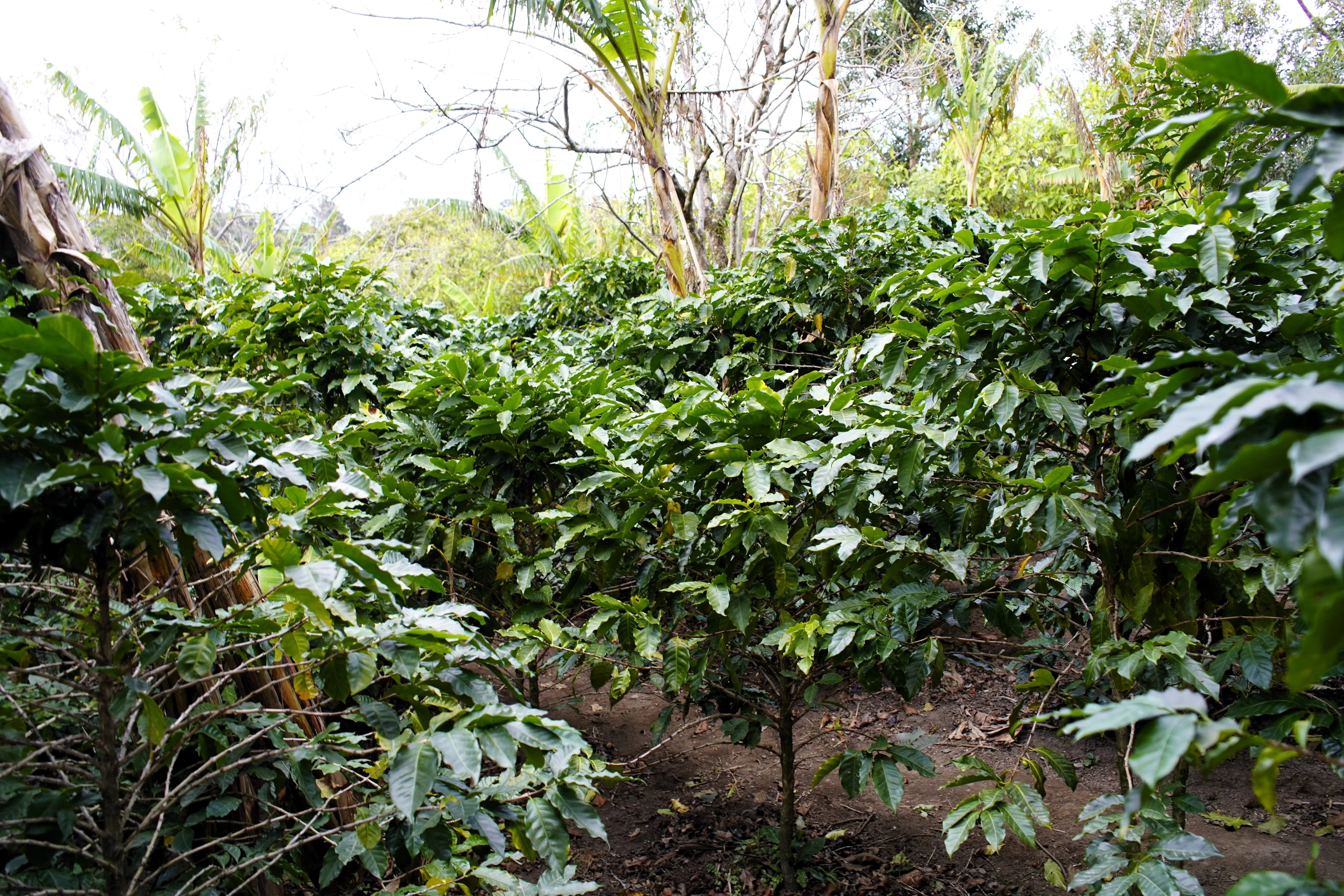 15 ARABICA COFFEE Tree Shrub Seeds - Grow your own coffee! - Image 12