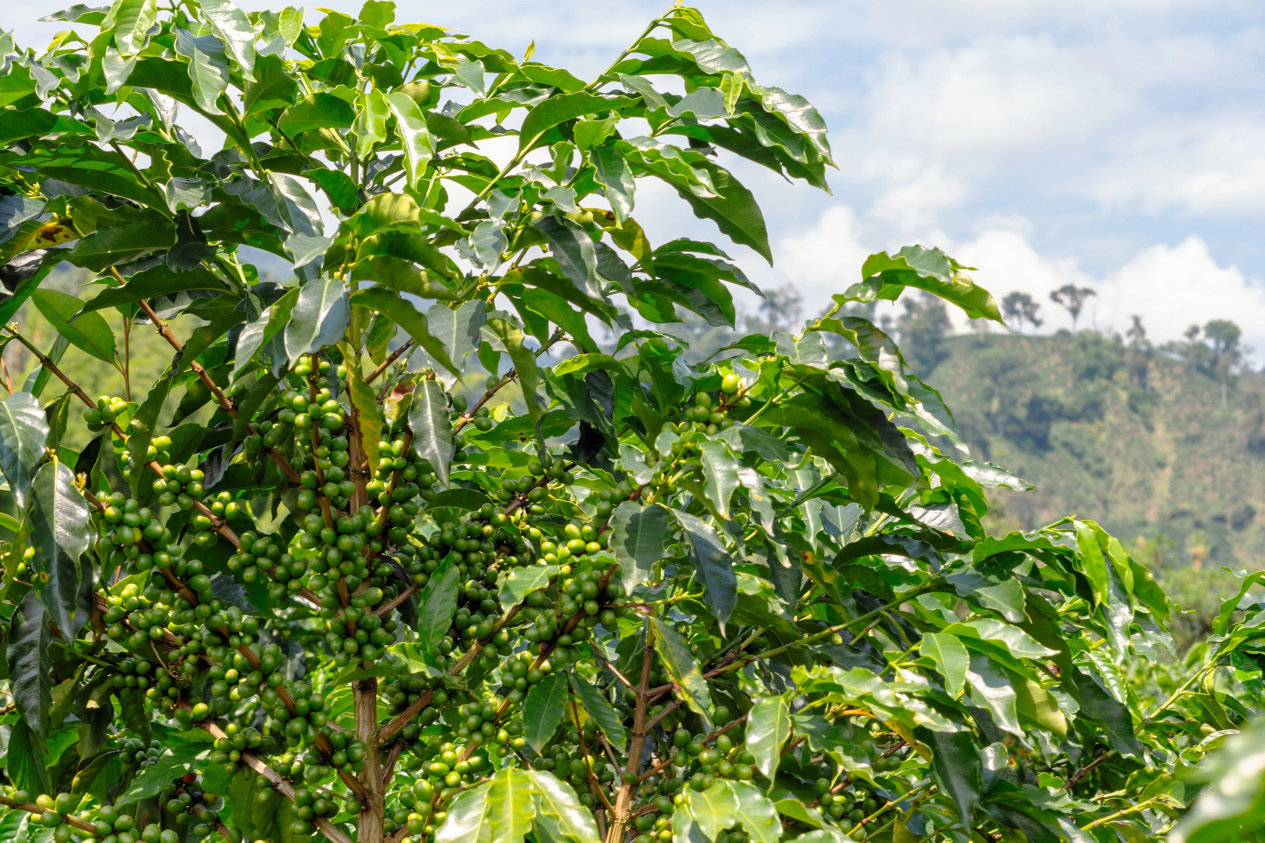 15 ARABICA COFFEE Tree Shrub Seeds - Grow your own coffee! - Image 3