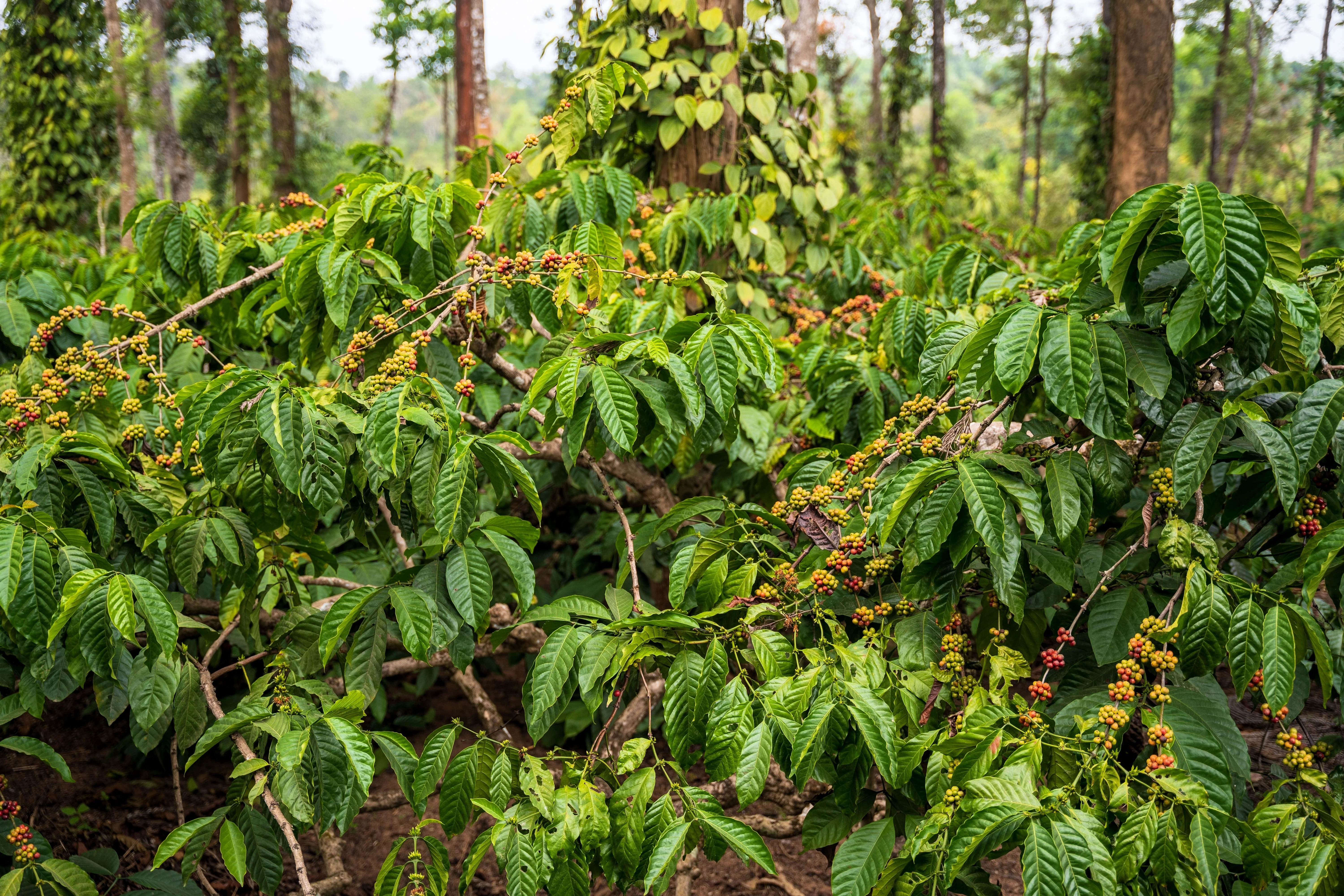 15 ARABICA COFFEE Tree Shrub Seeds - Grow your own coffee! - Image 4