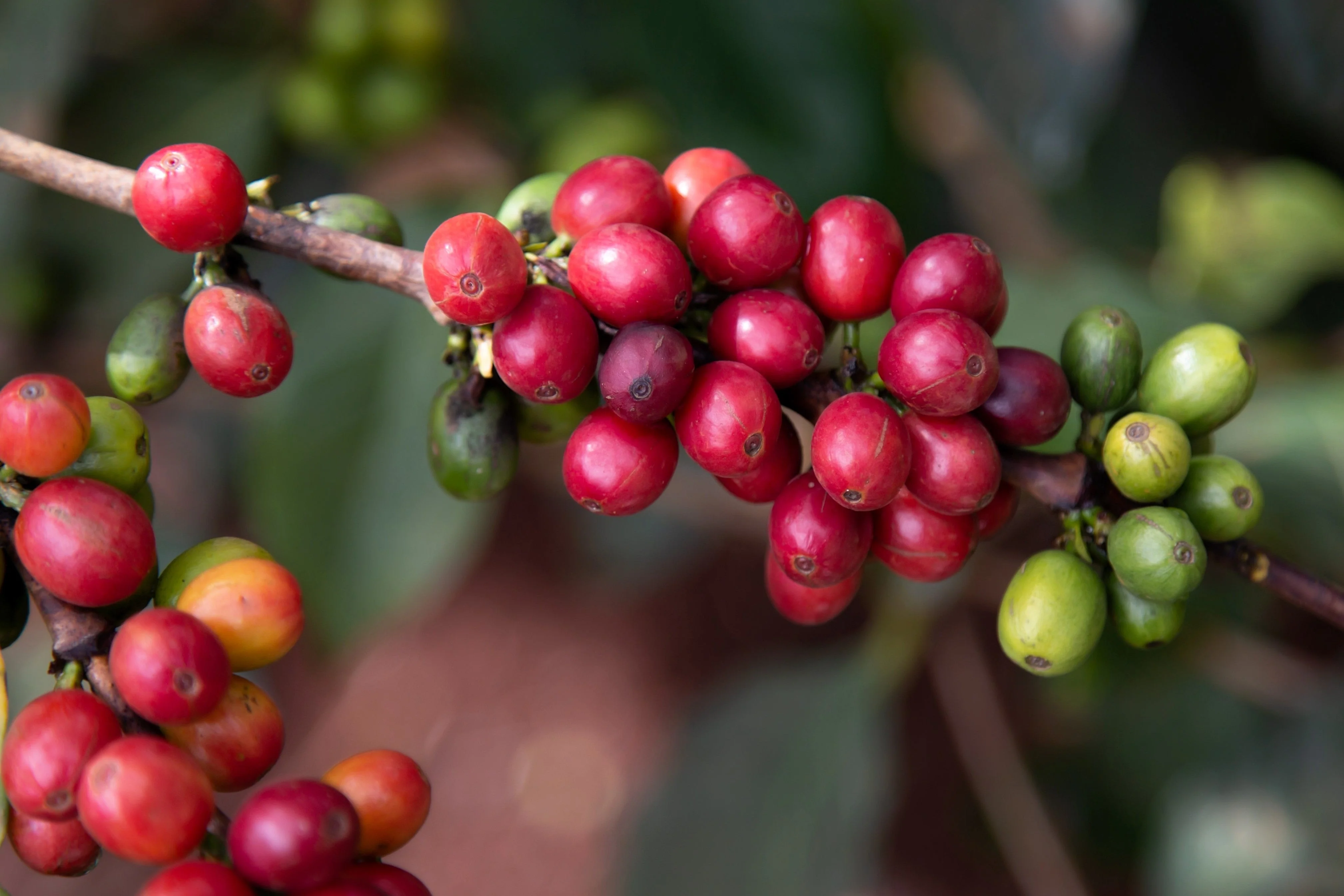 15 ARABICA COFFEE Tree Shrub Seeds - Grow your own coffee! - Image 5