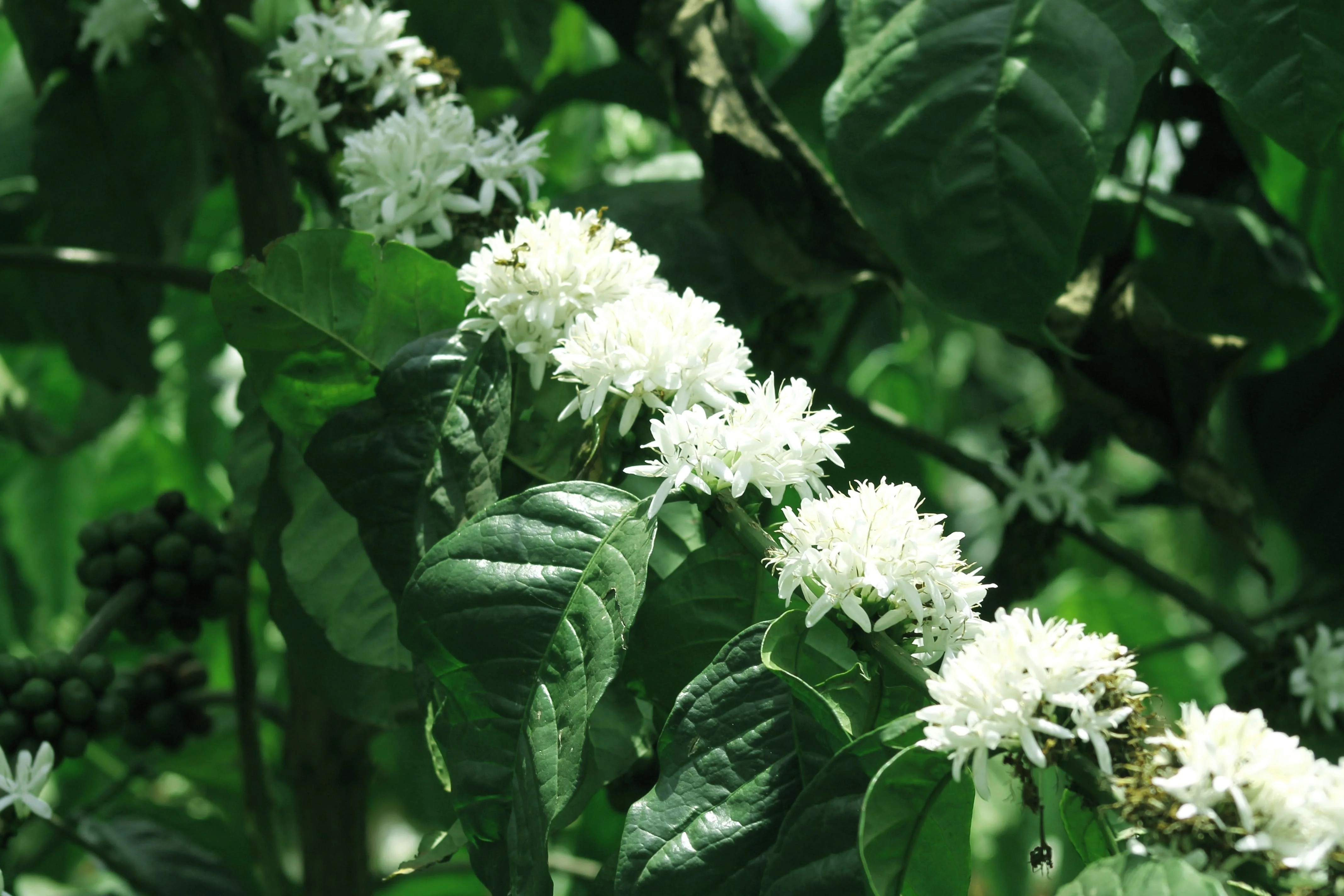 15 ARABICA COFFEE Tree Shrub Seeds - Grow your own coffee! - Image 8