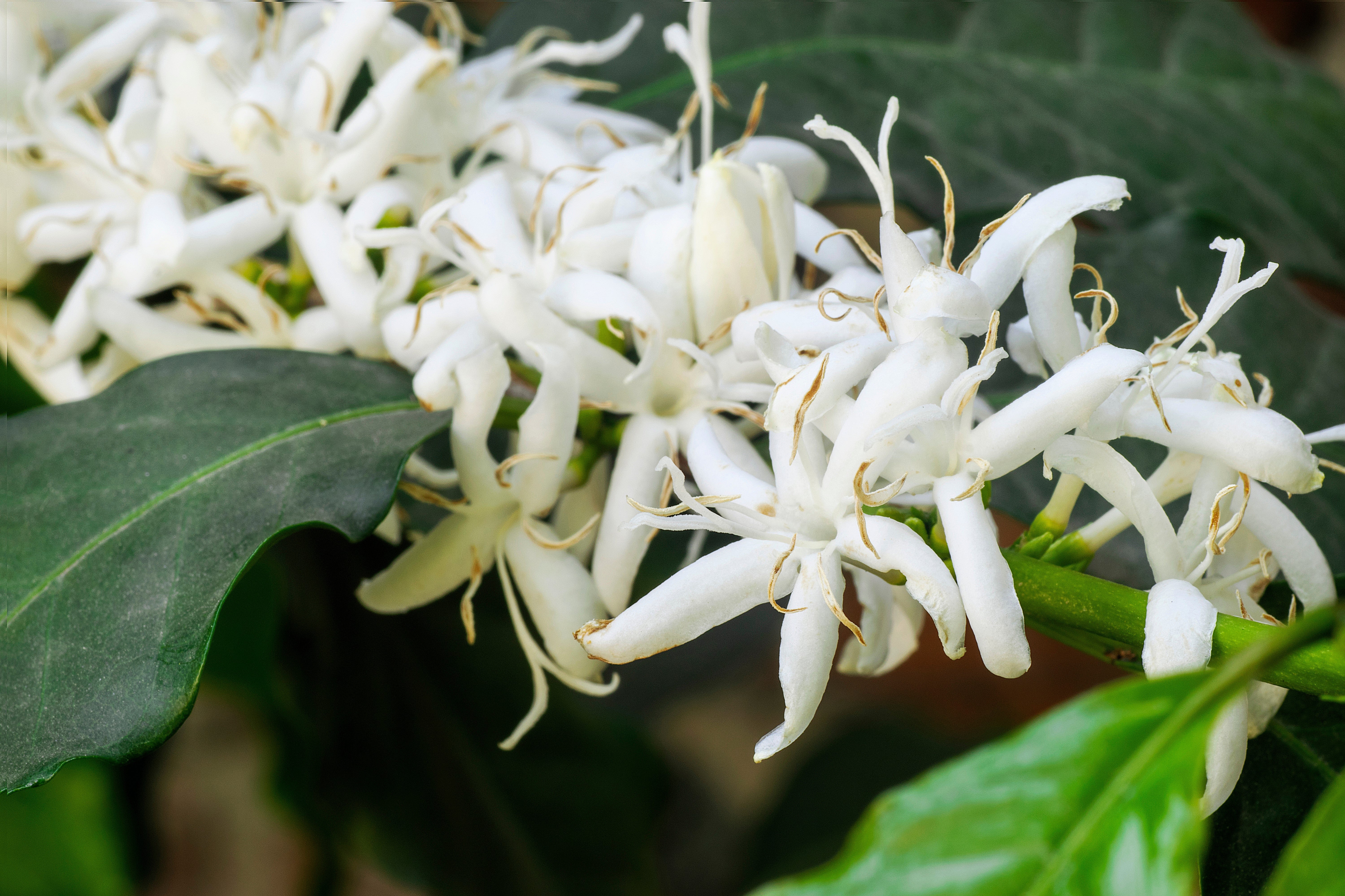15 ARABICA COFFEE Tree Shrub Seeds - Grow your own coffee! - Image 9