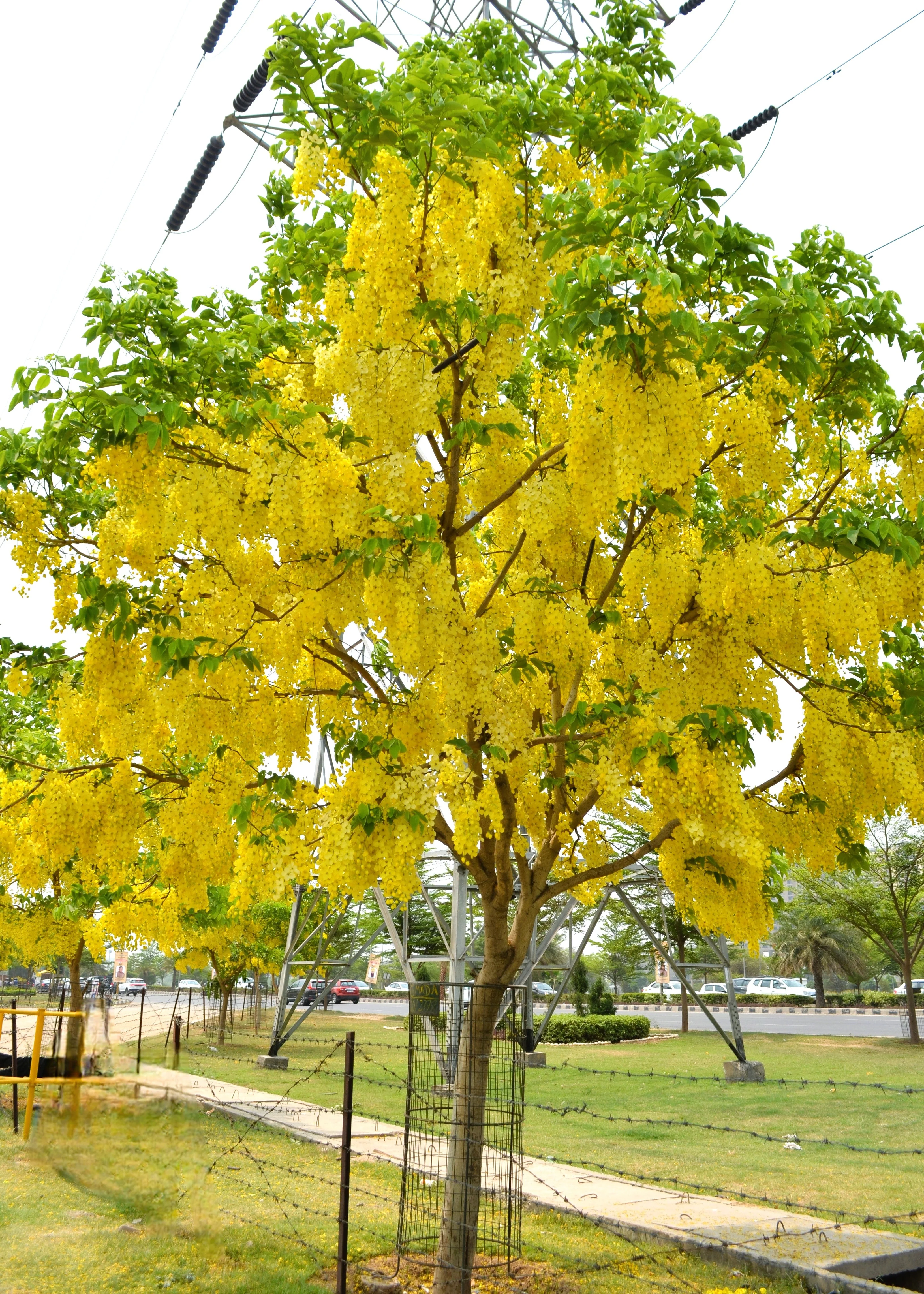 15 GOLDEN SHOWER TREE Gold Rush Yellow Cassia Fistula Flower Seeds - Image 10