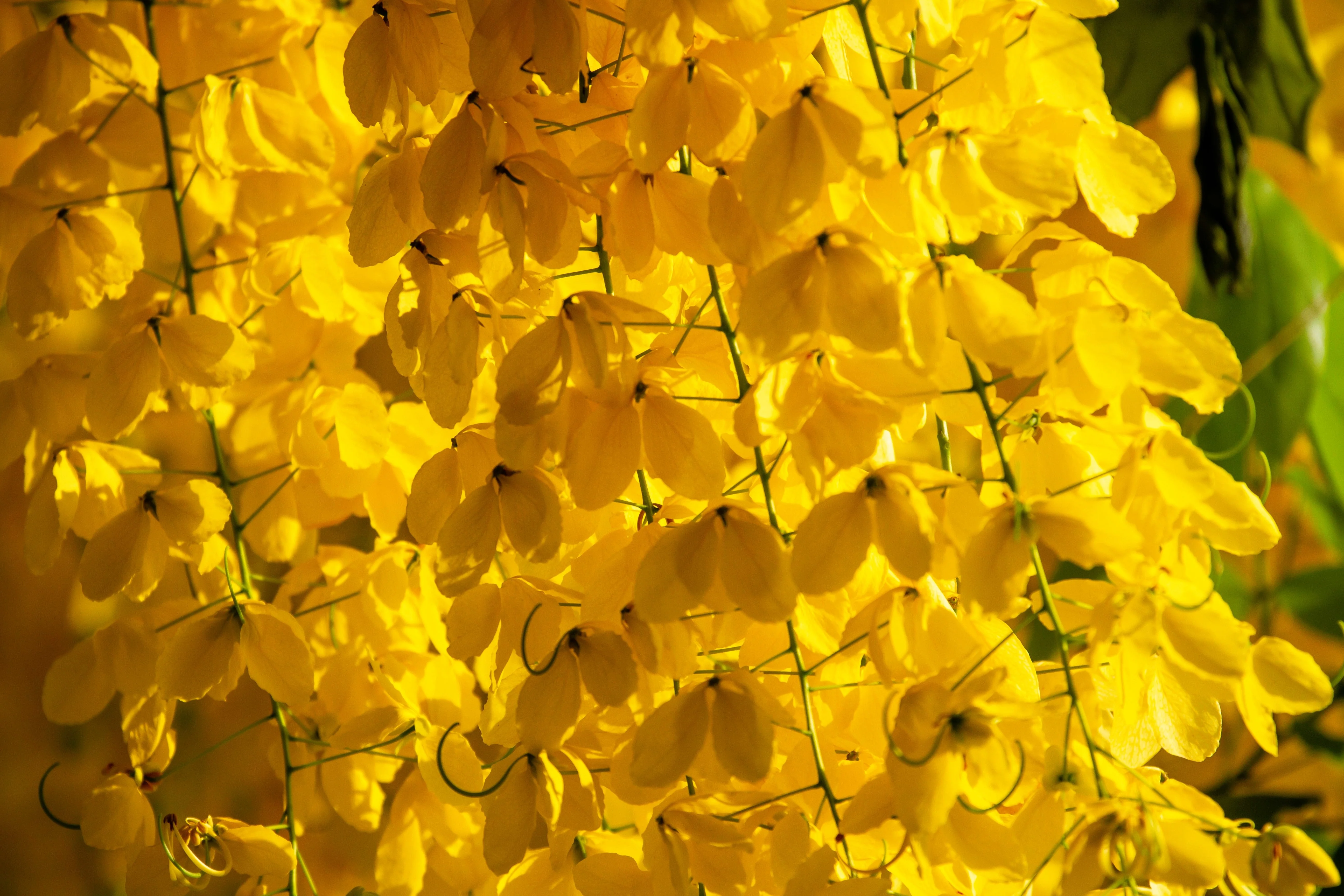 15 GOLDEN SHOWER TREE Gold Rush Yellow Cassia Fistula Flower Seeds - Image 11