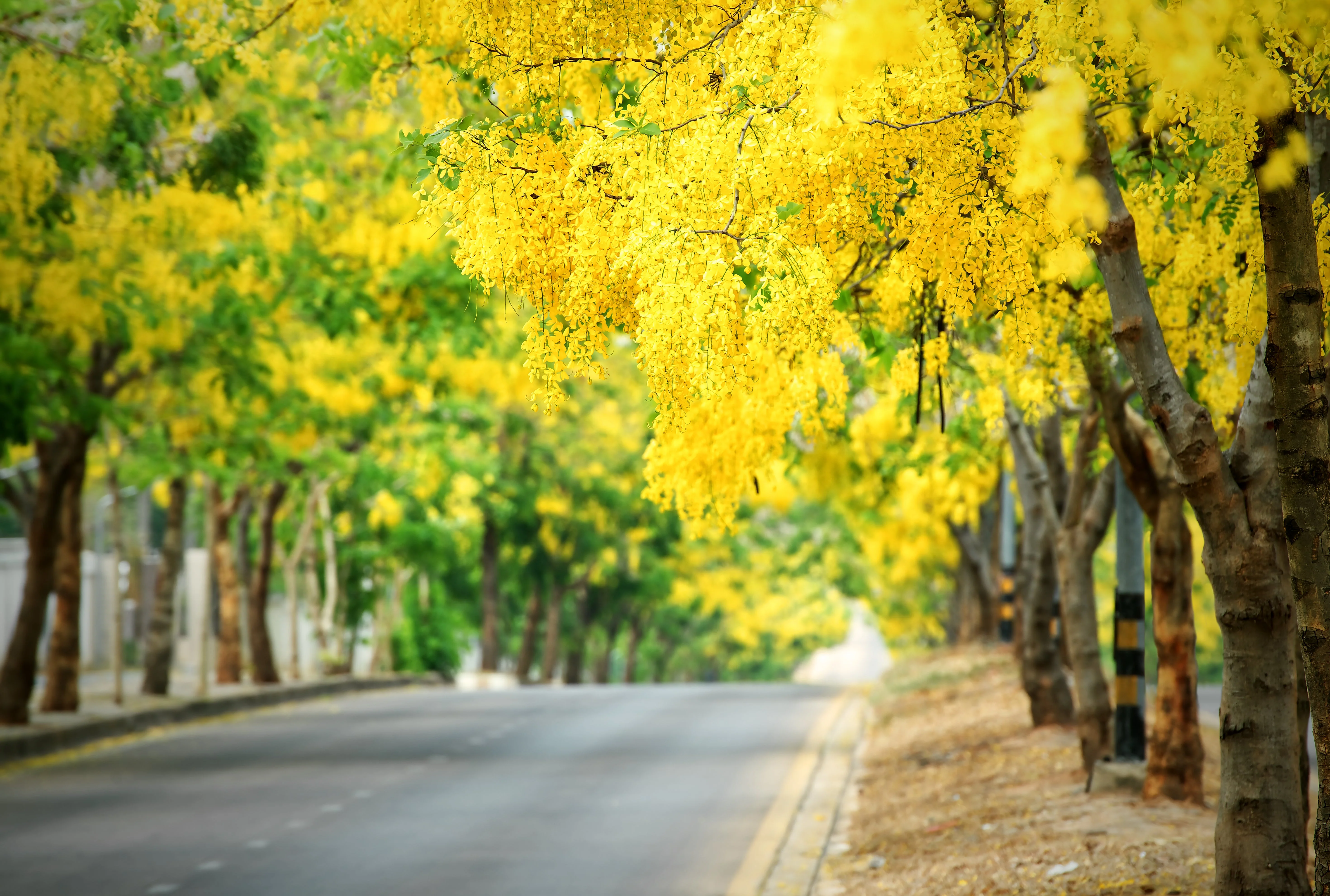 15 GOLDEN SHOWER TREE Gold Rush Yellow Cassia Fistula Flower Seeds - Image 2