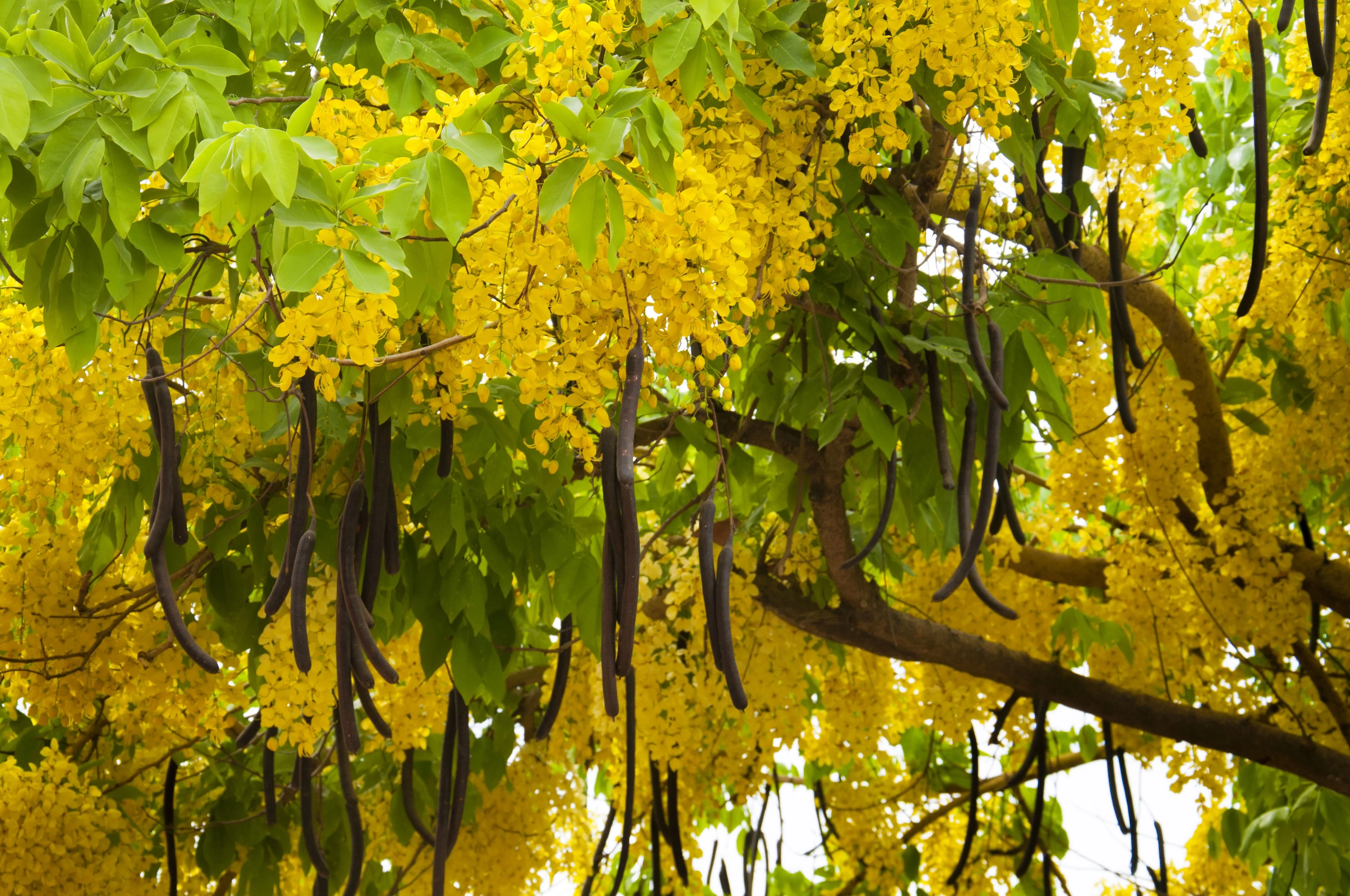 15 GOLDEN SHOWER TREE Gold Rush Yellow Cassia Fistula Flower Seeds - Image 3