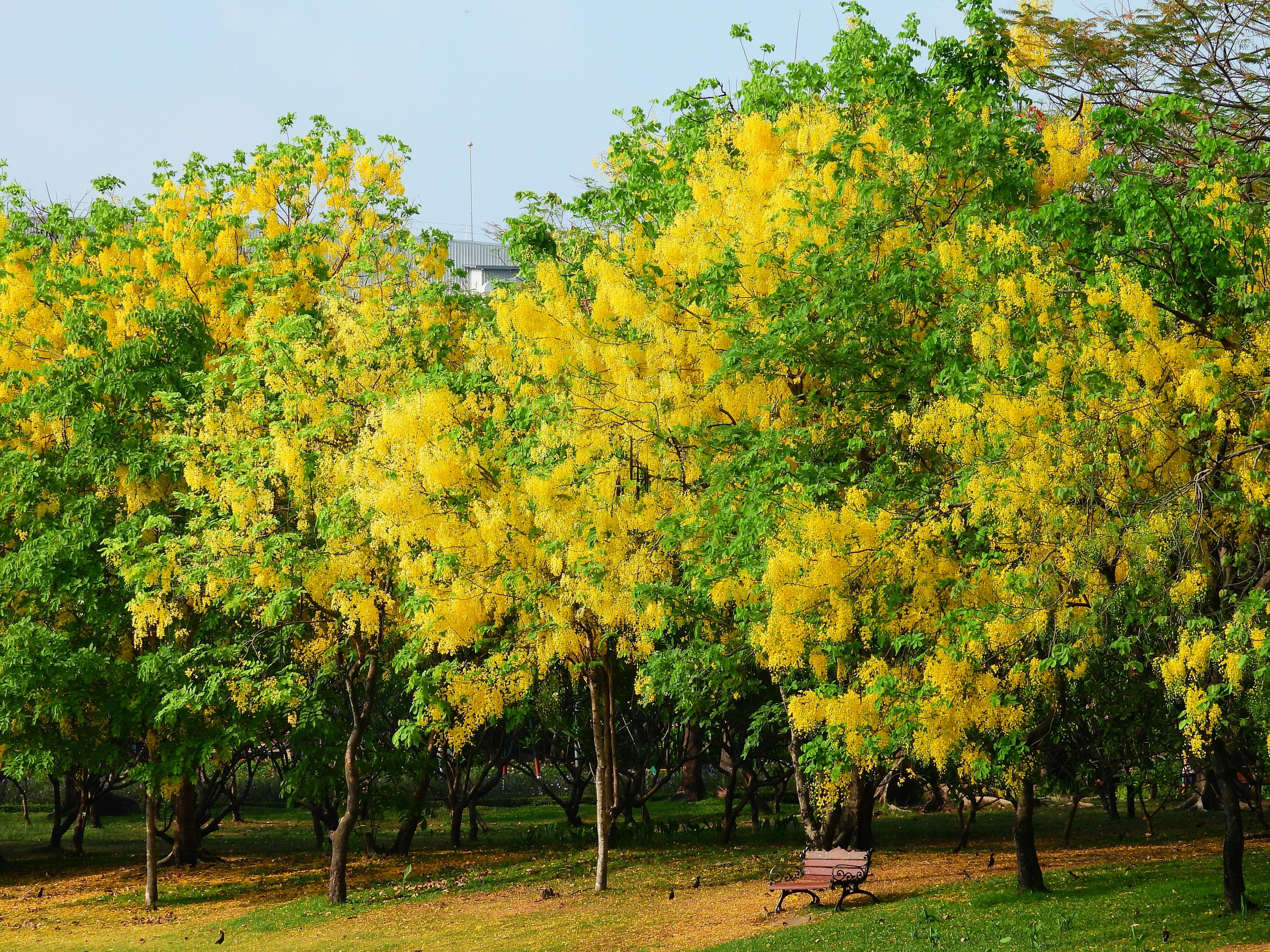 15 GOLDEN SHOWER TREE Gold Rush Yellow Cassia Fistula Flower Seeds - Image 4
