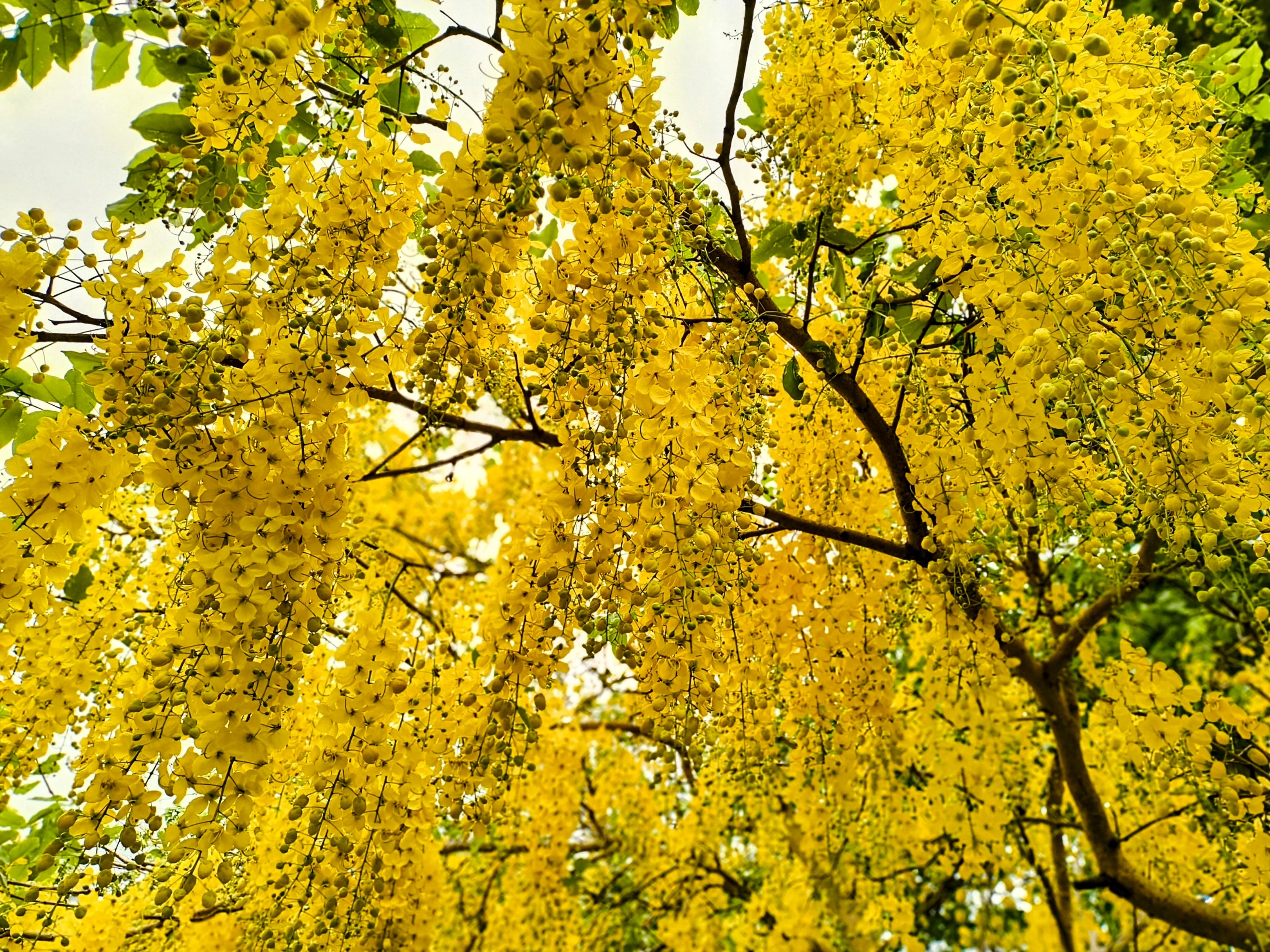 15 GOLDEN SHOWER TREE Gold Rush Yellow Cassia Fistula Flower Seeds - Image 5