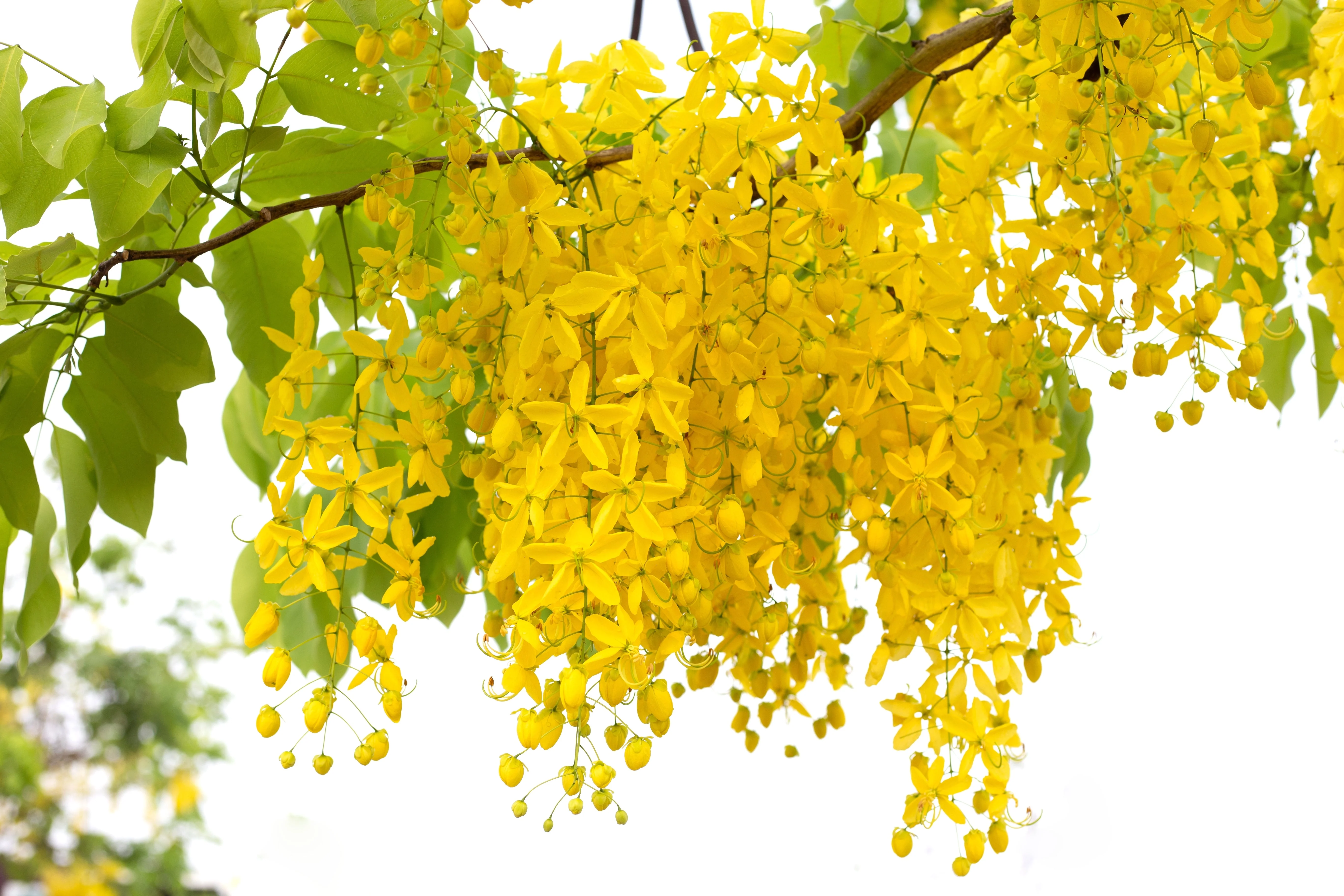 15 GOLDEN SHOWER TREE Gold Rush Yellow Cassia Fistula Flower Seeds - Image 6
