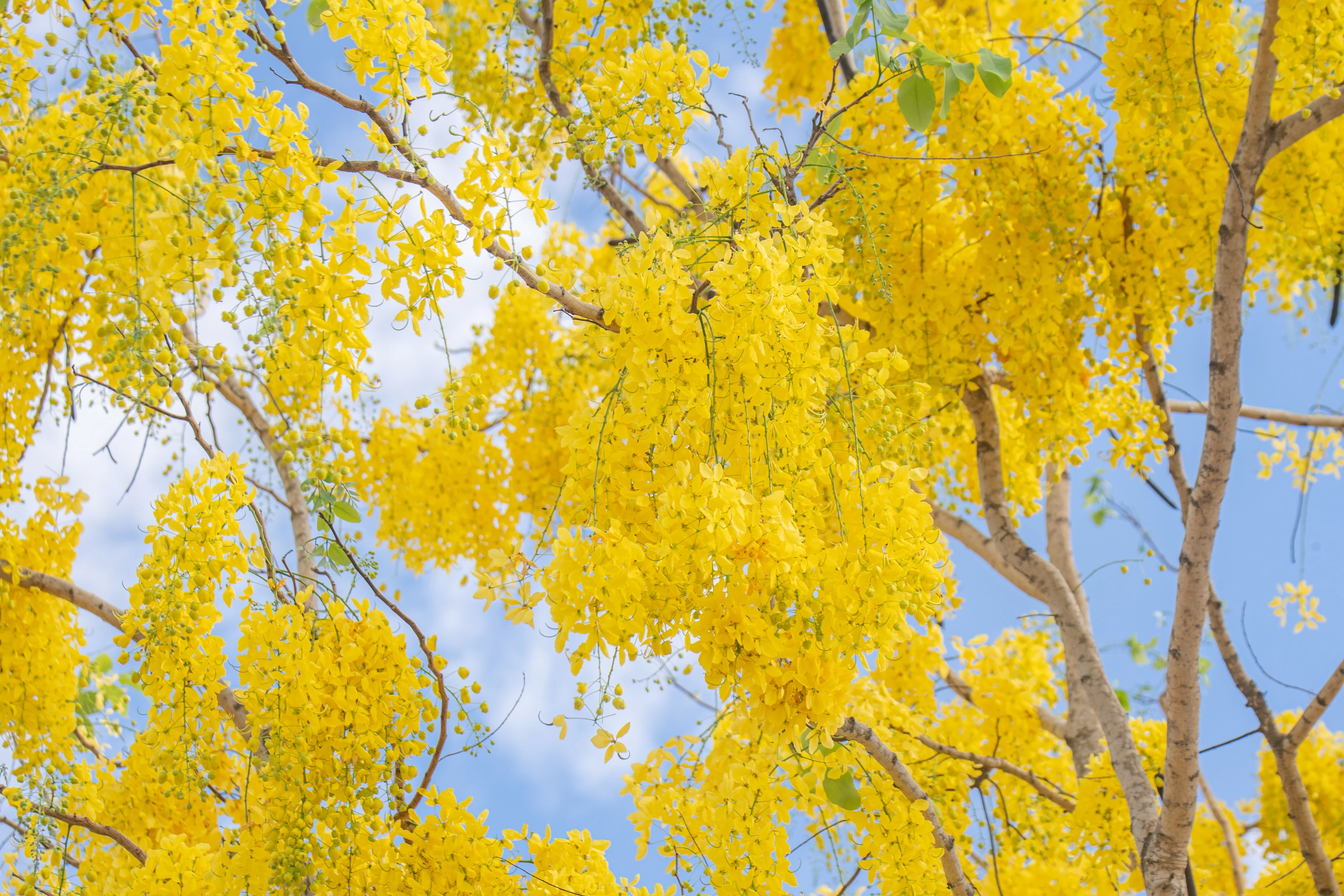 15 GOLDEN SHOWER TREE Gold Rush Yellow Cassia Fistula Flower Seeds - Image 7